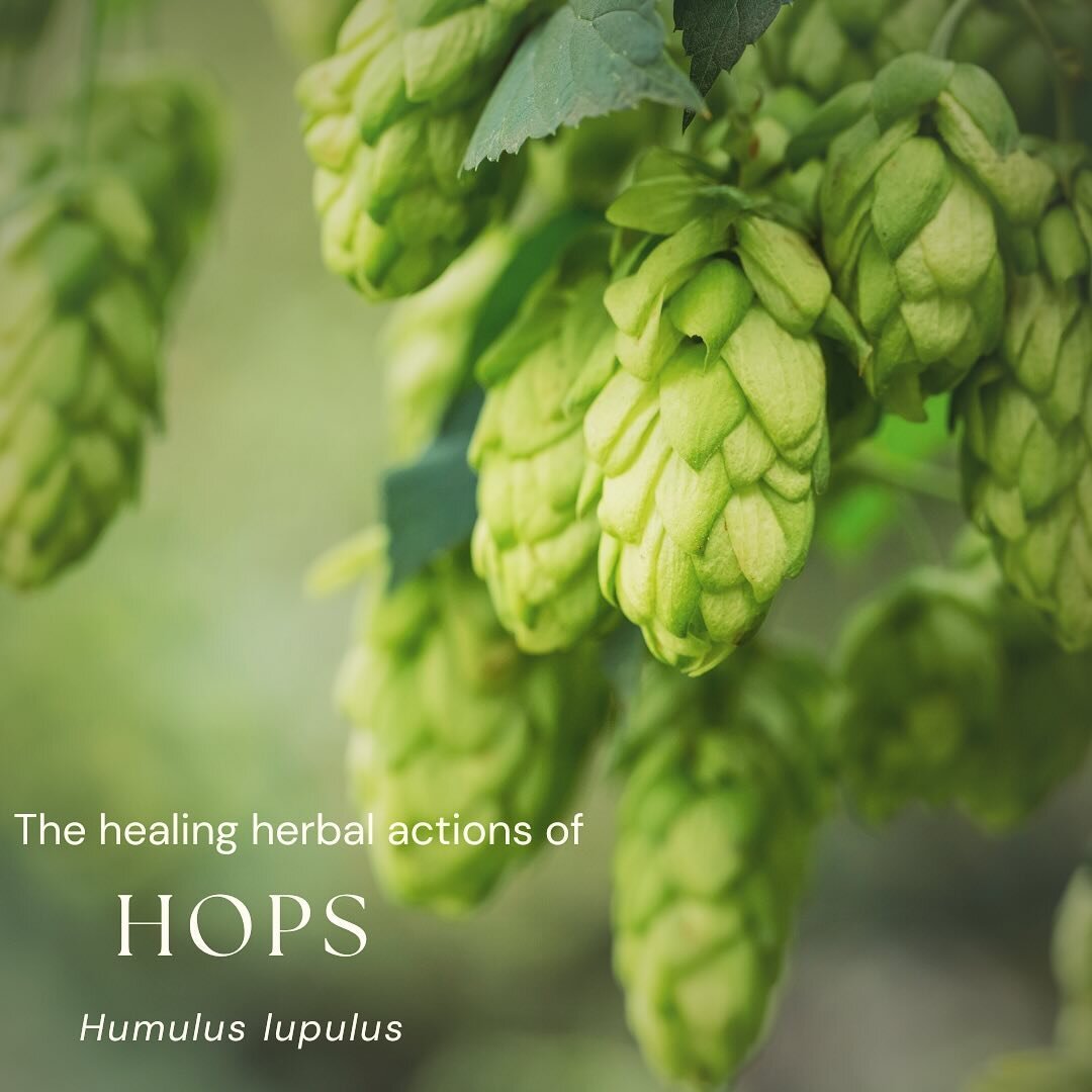 🌿✨ Embrace the Power of Hops! ✨🌿

Today, let&rsquo;s dive into the wonderful herbal actions of hops &ndash; a herb that&rsquo;s not just for brewing beer, but also packs a punch in the realm of herbal medicine! 🍃💫

🌟 Herbal Actions:
1. **Nervine