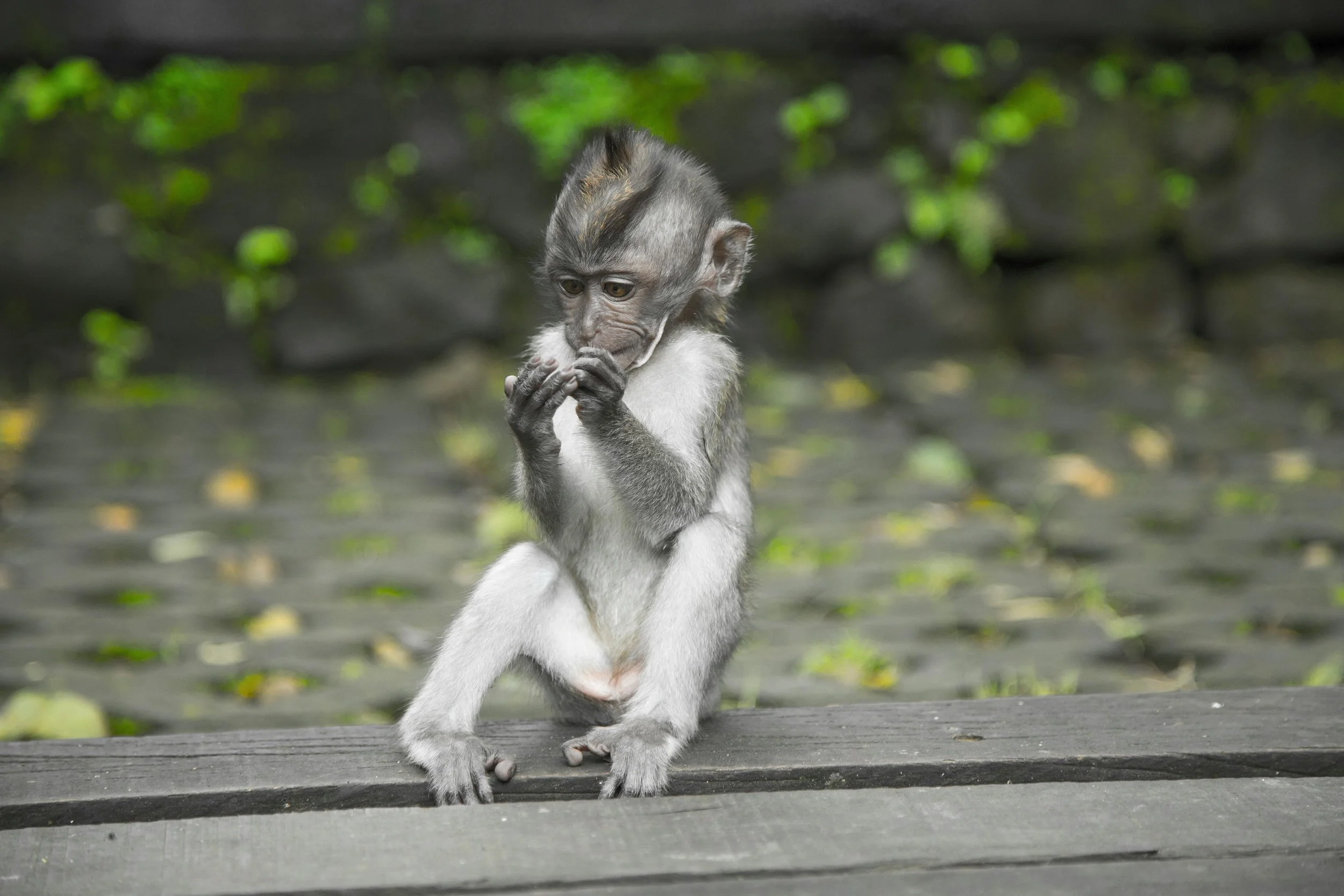 A cute monkey in Ubud in Indonesia