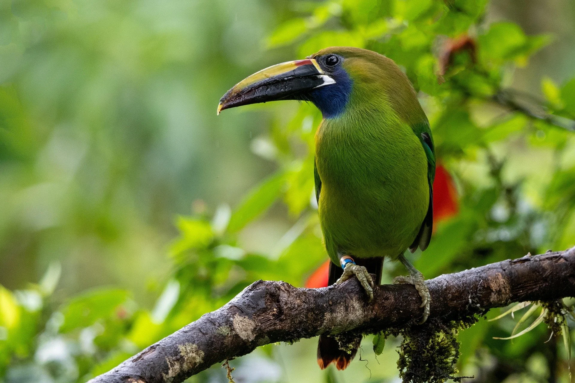 A rare toucan bird in Costa Rica in May