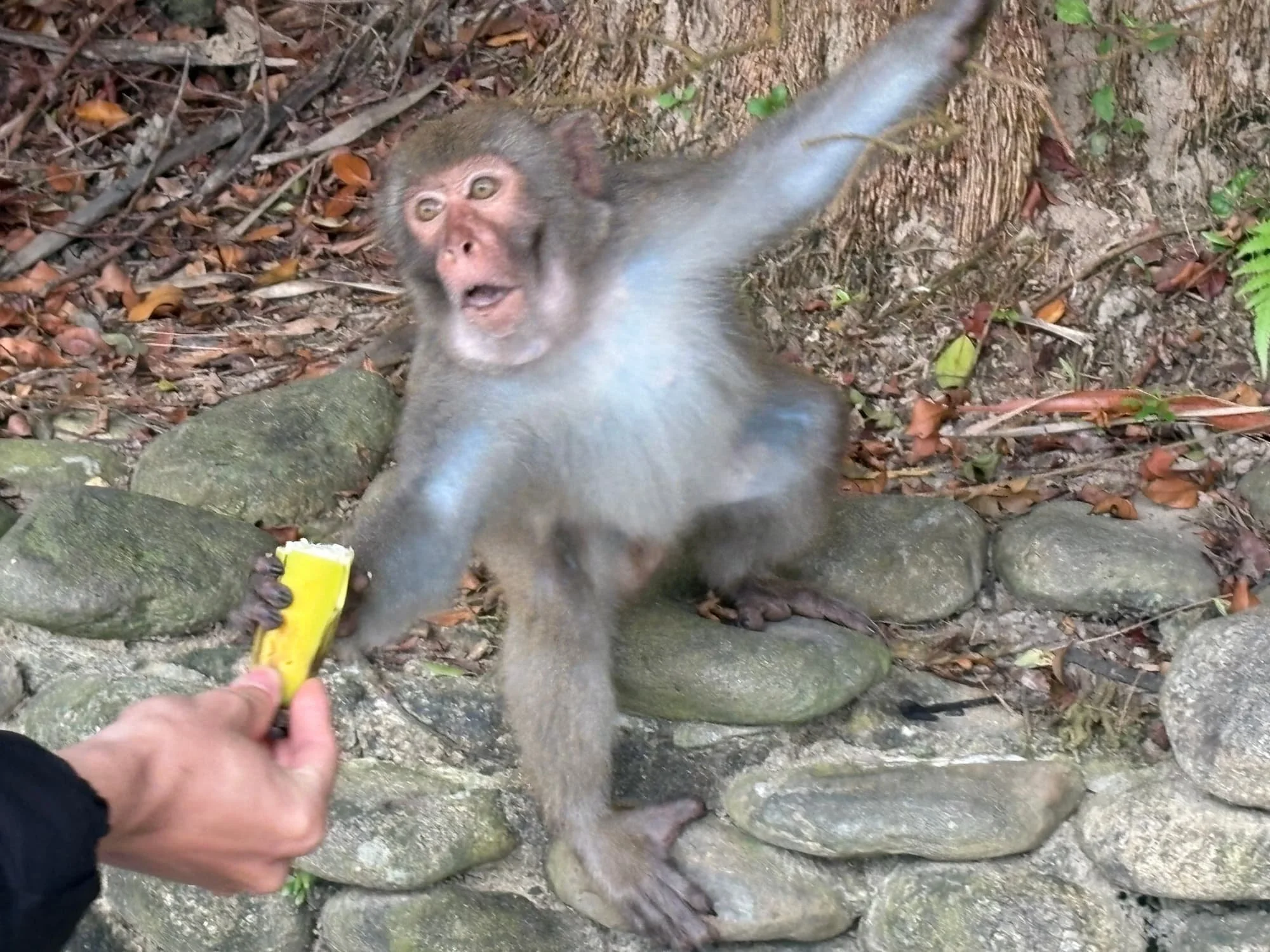 A monkey grabbig a banana in Da Nang in Vietnam