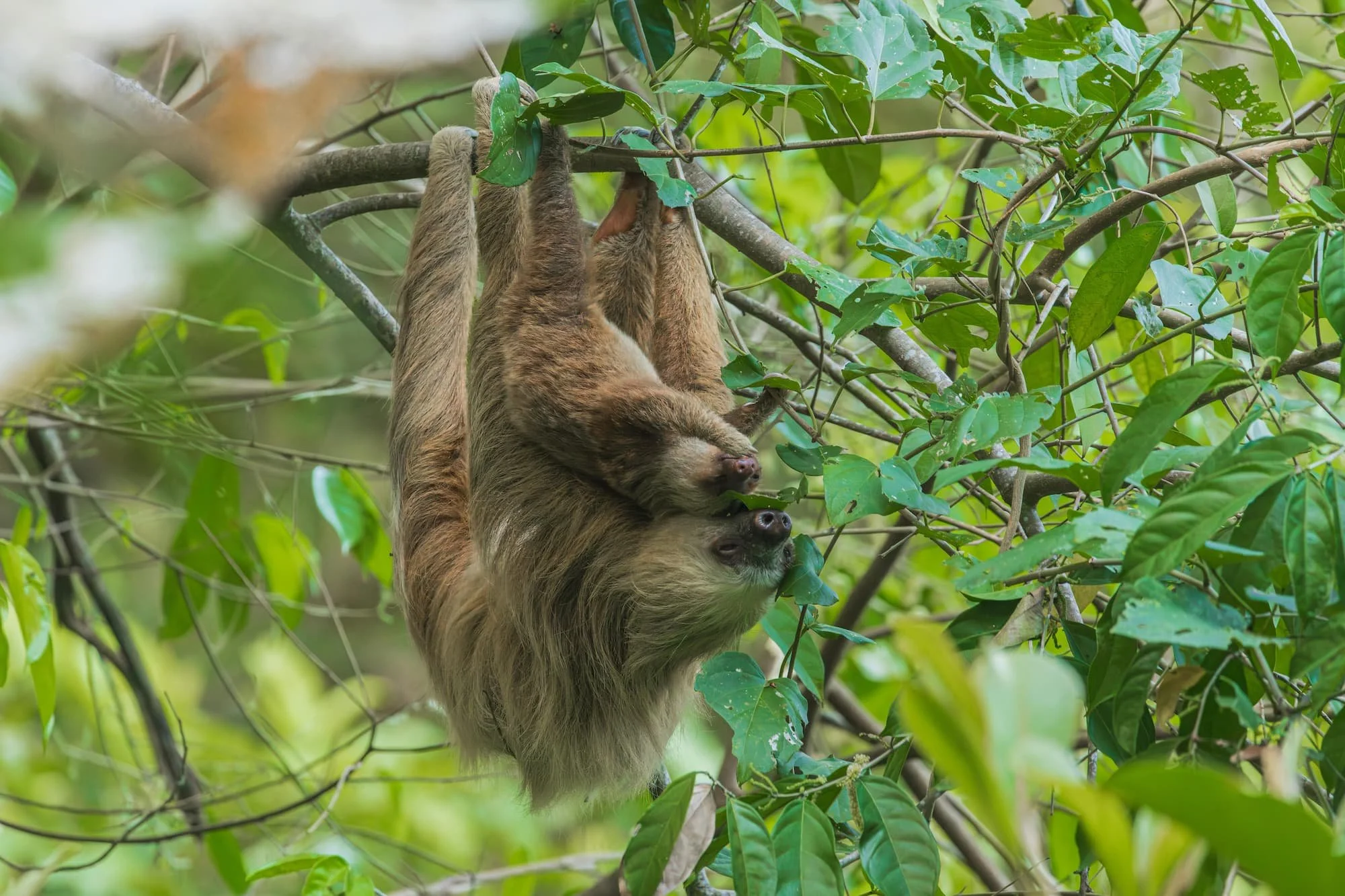 A sloth hanging from tree in Costa Rica in May