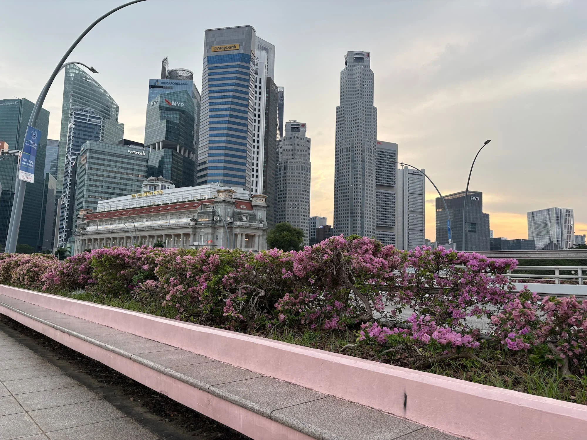 The Fullerton Hotel framed by pink flowers and modern skyscrapers in Singapore