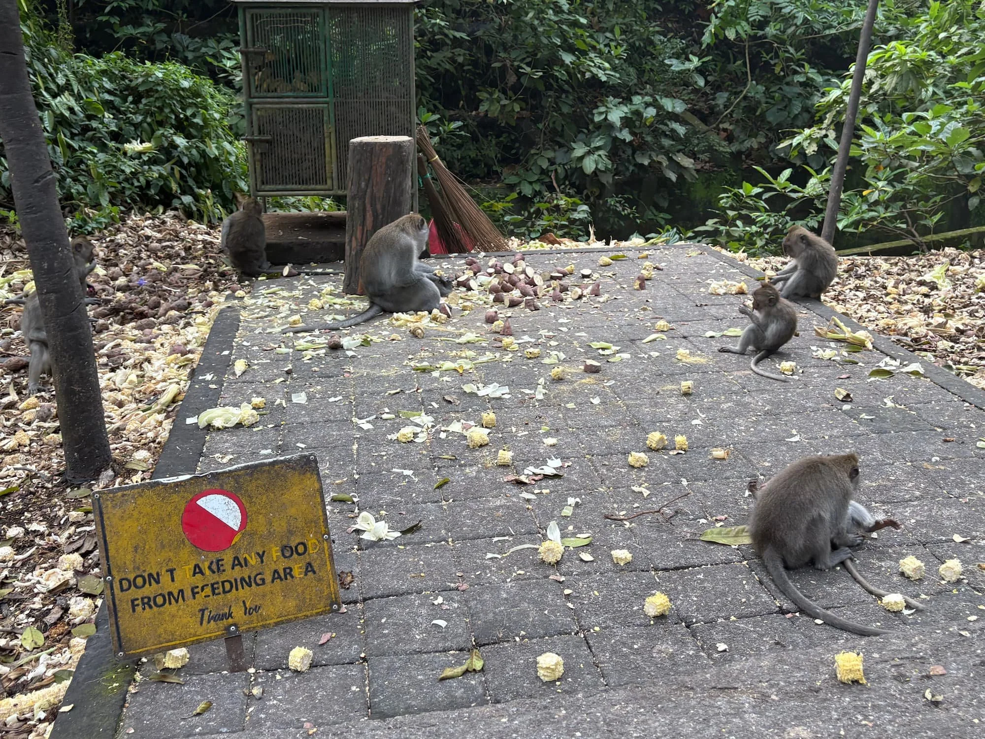 Monkeys playing at Ubud Monkey Forest in Bali