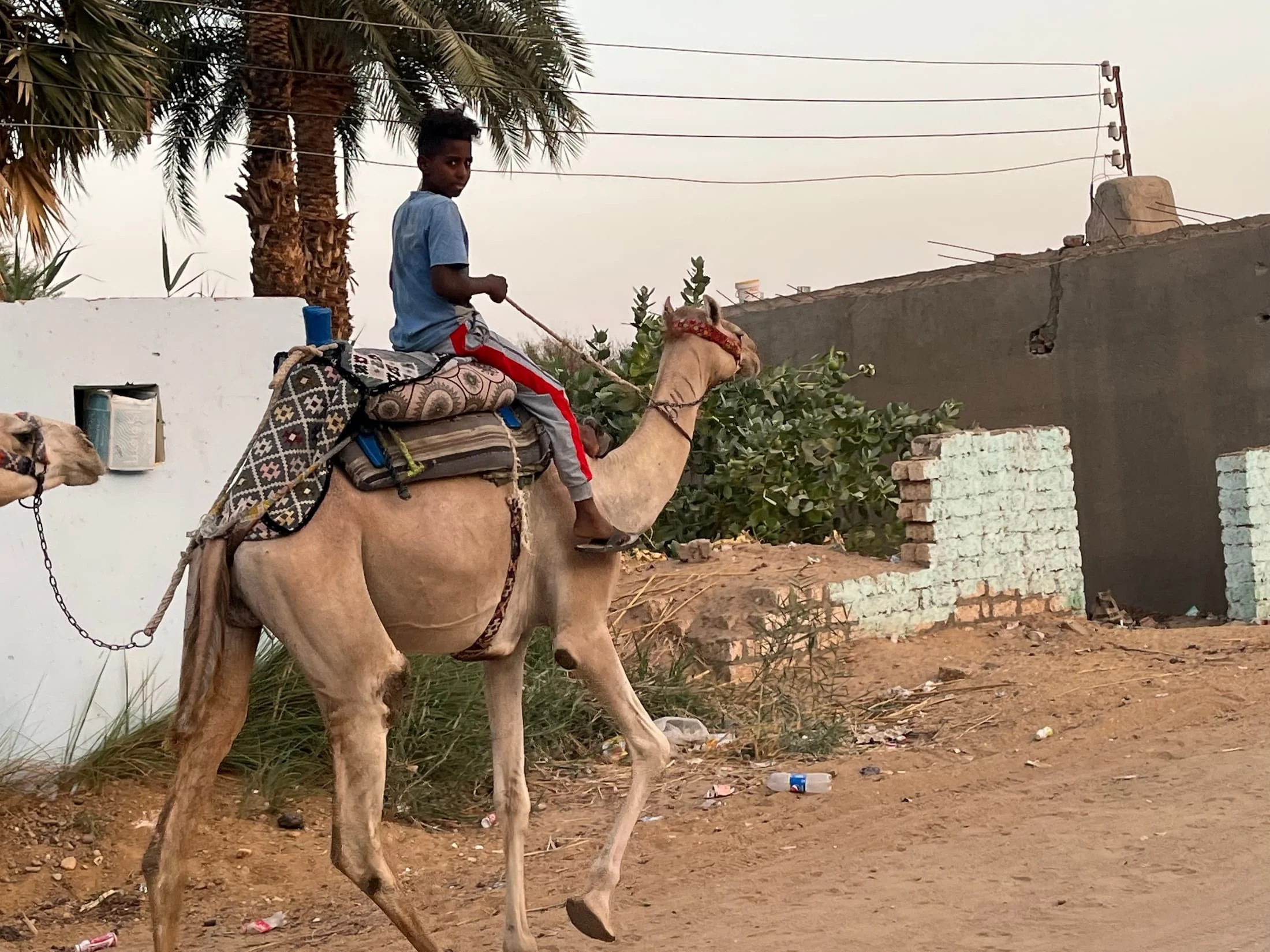 Riding Camels in Egypt – Prices, Safety & Best Places