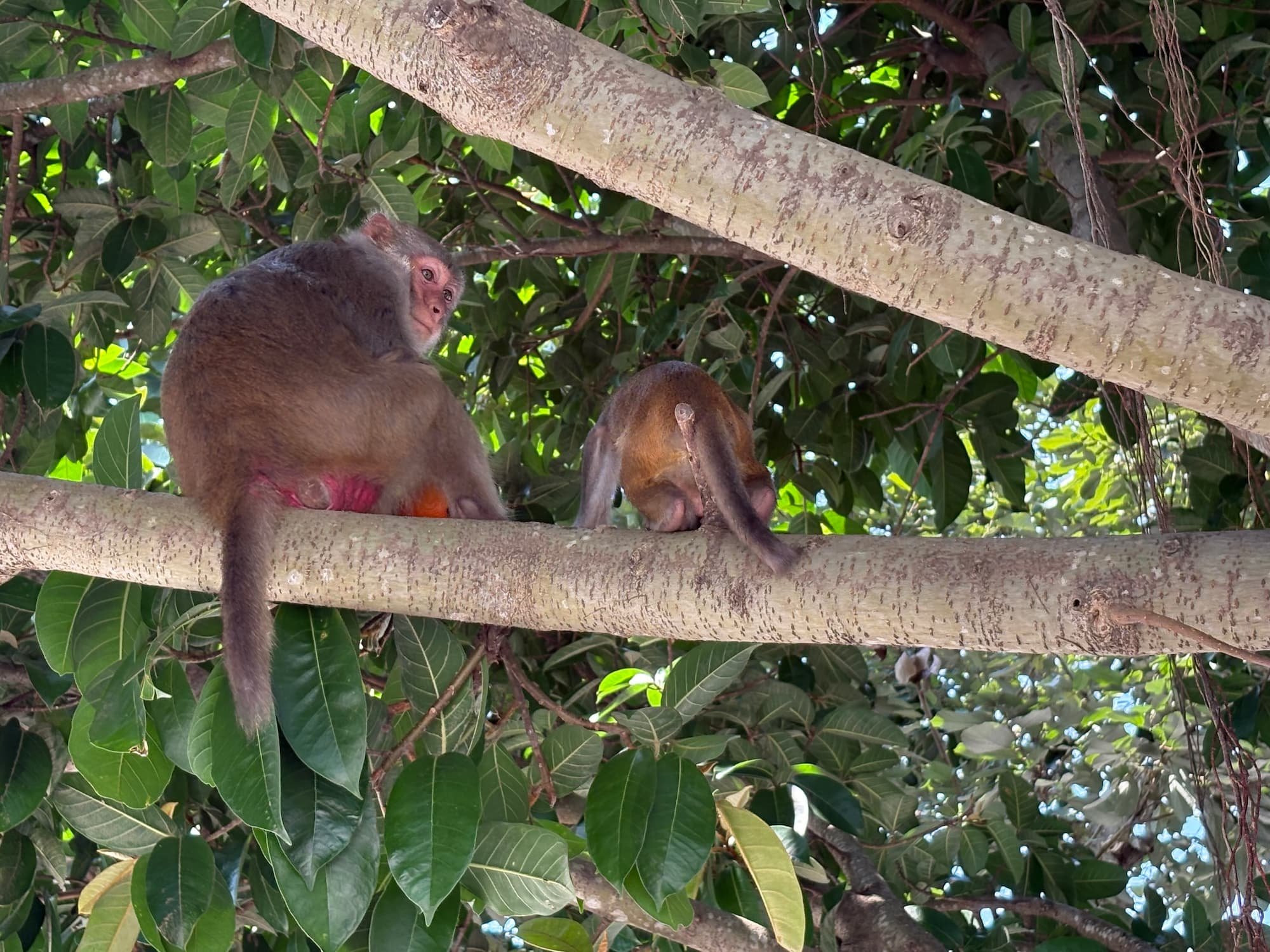 friendly monkeys in a tree in Da Nang in Vietnam