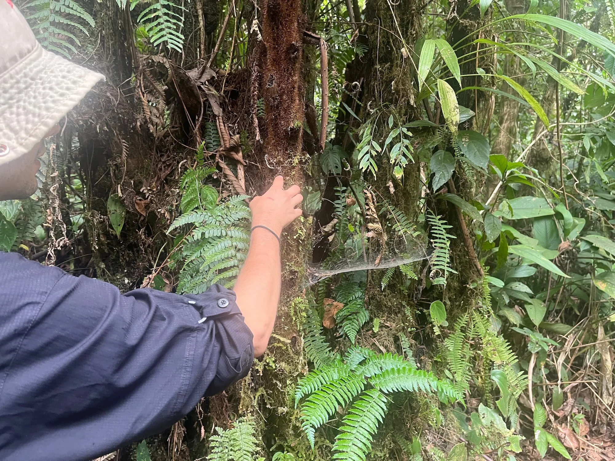 Guide showing wildlife in Costa Rica rainforest in May