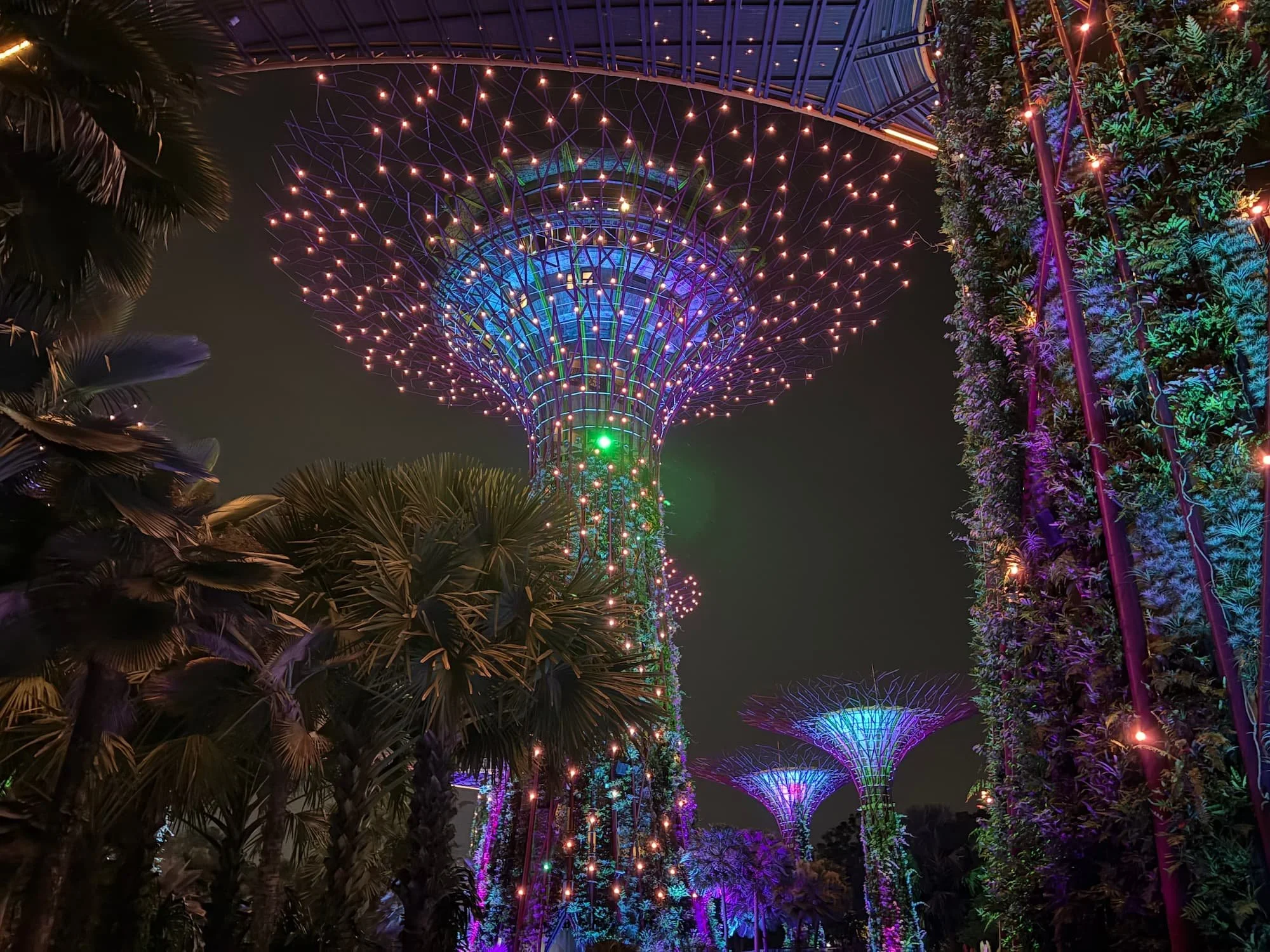 Illuminated Supertree Grove at Gardens by the Bay at night, photographed during the evening light show.