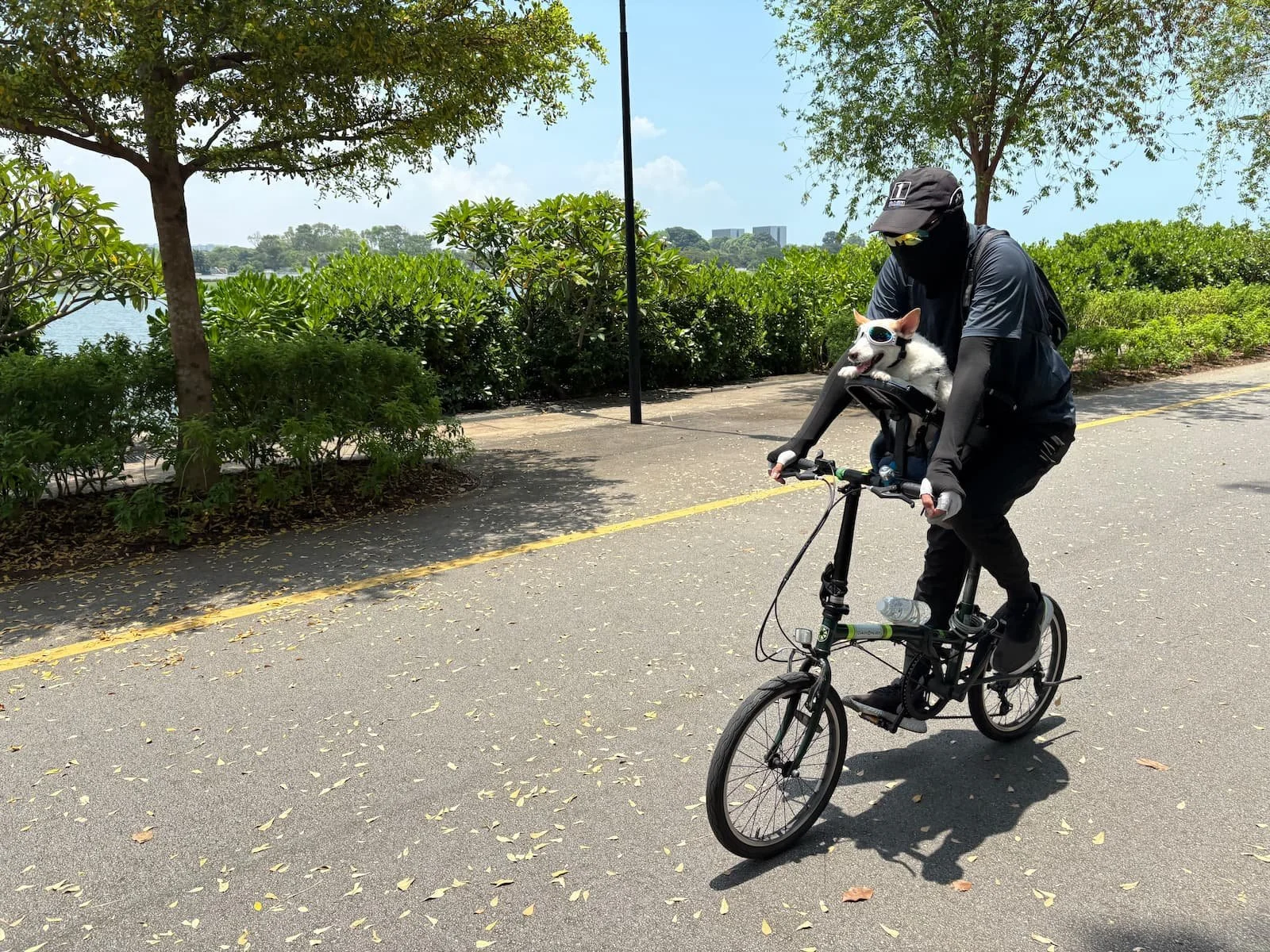 Guy riding bike with dog wearing sunglasses in Singapore