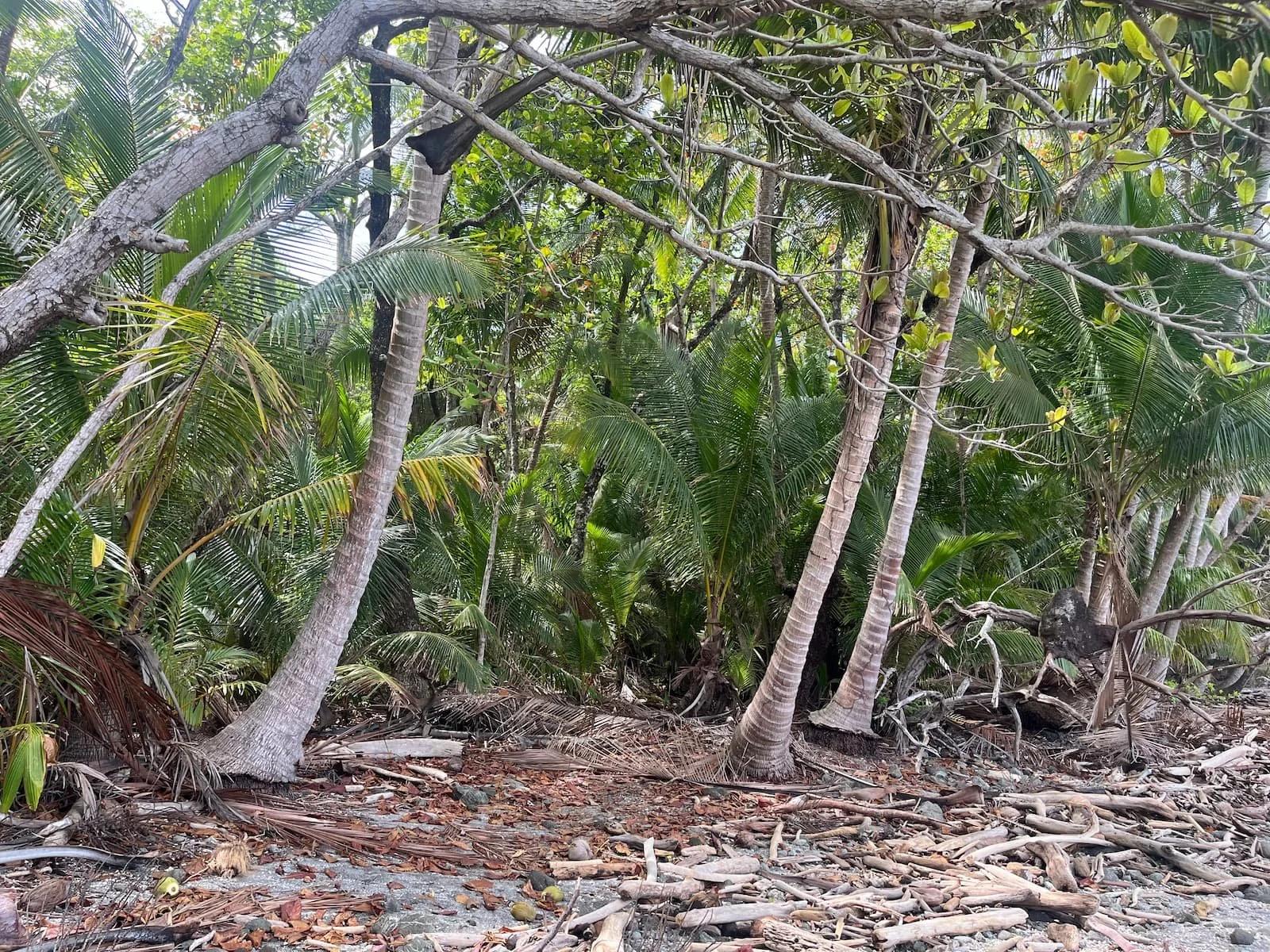 Palm trees in Costa Rica