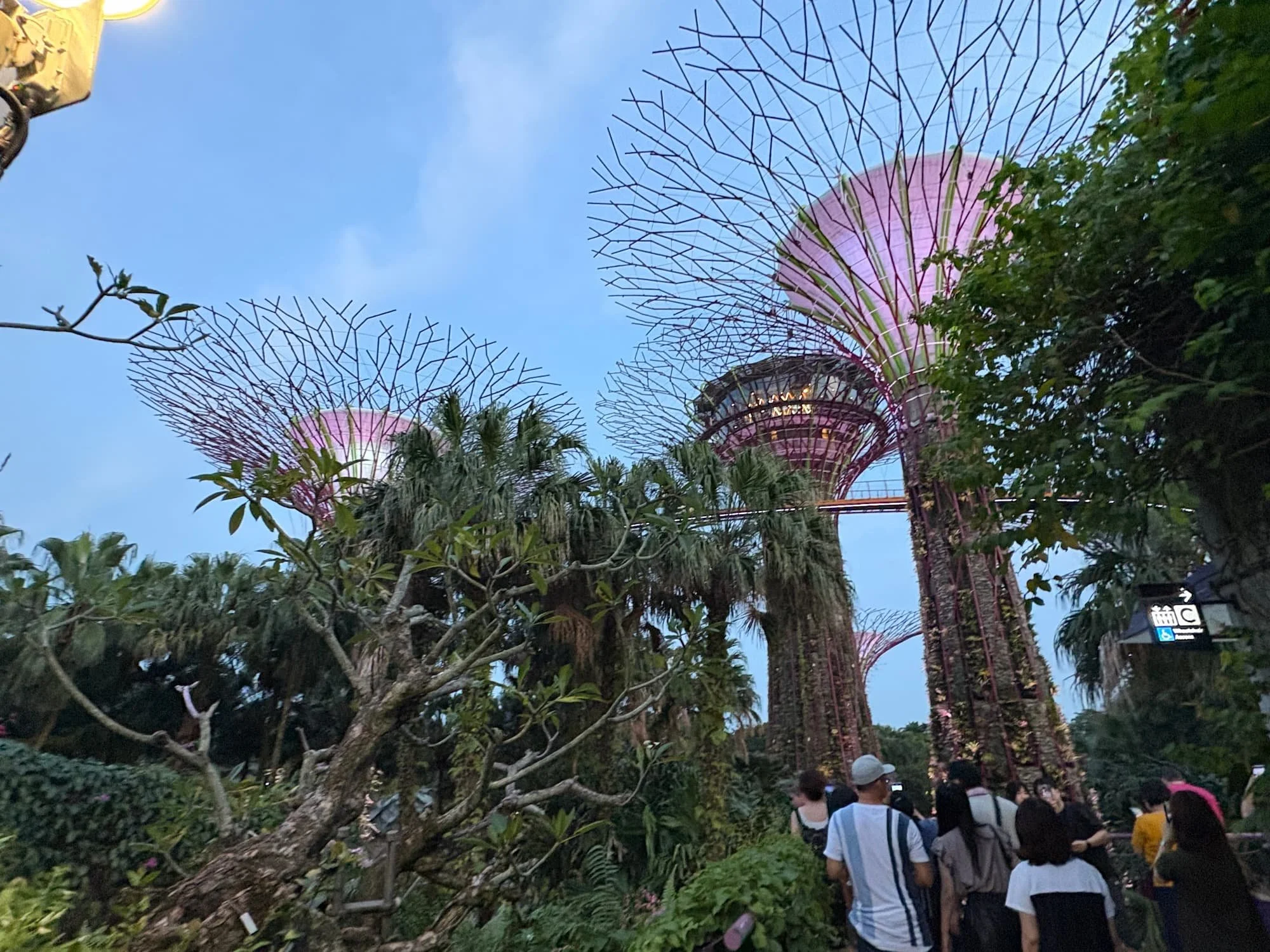 Supertree grove illuminated at night in Singapore