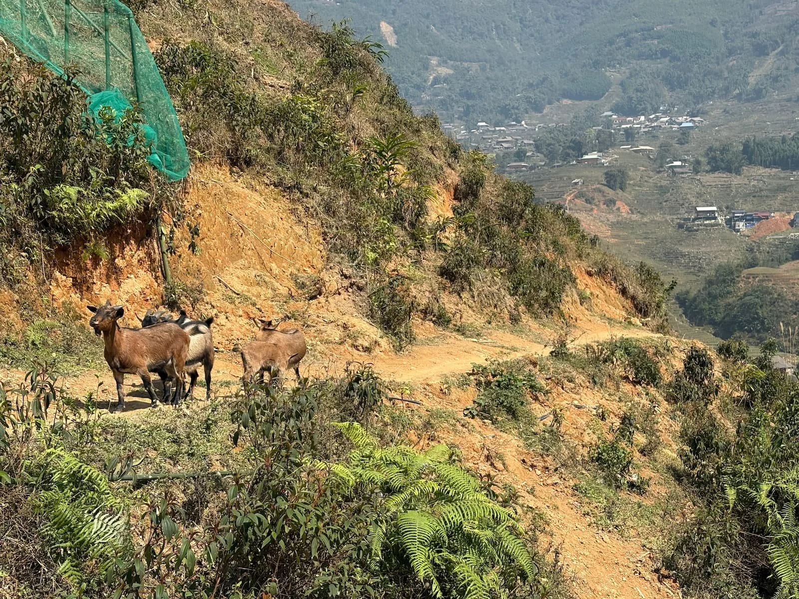 Goats in Sapa in VIetnam