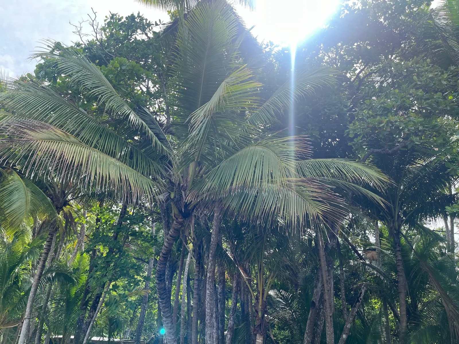 Palm trees in Costa Rica