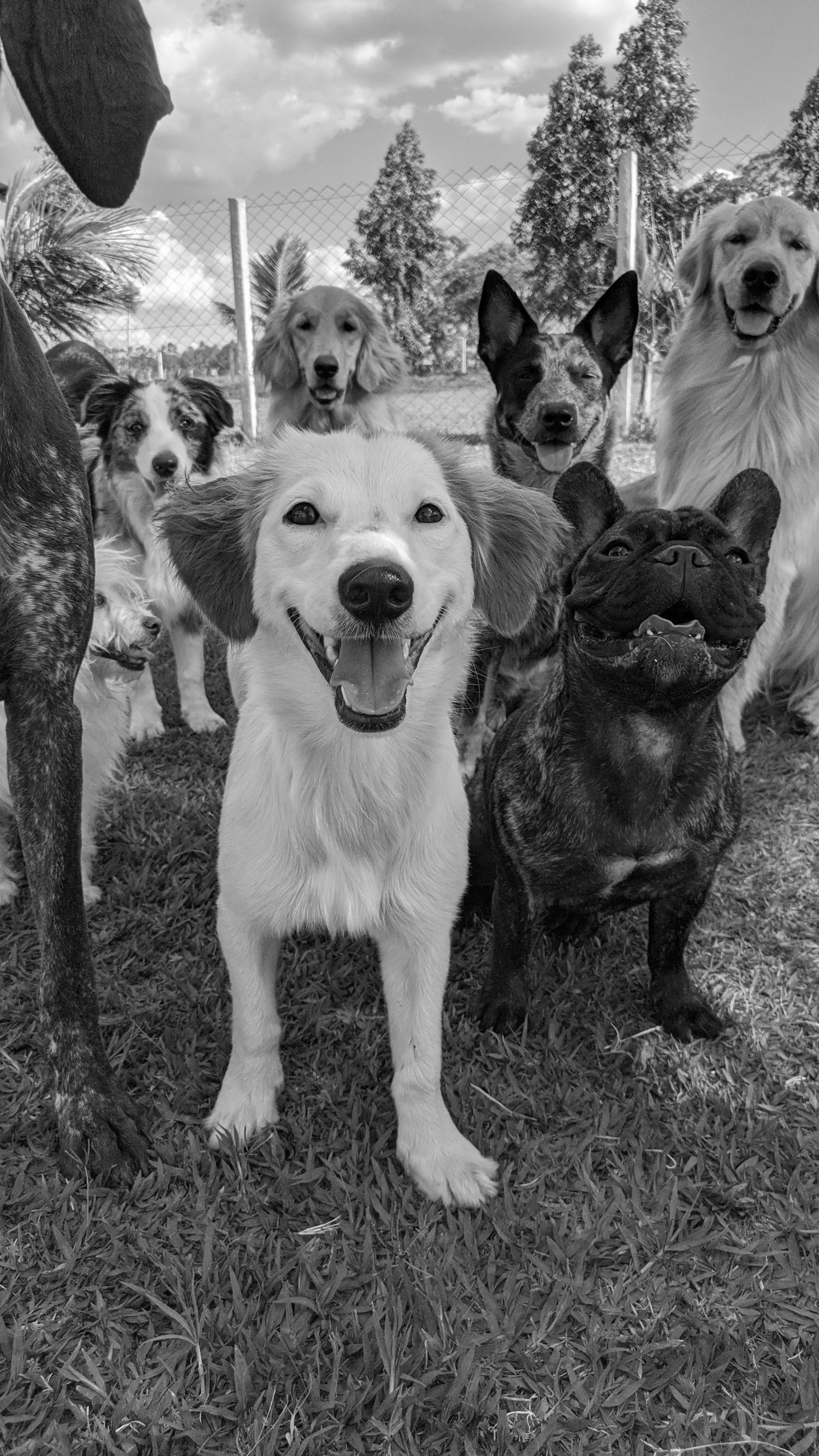 Daycare Bark Barn daycare-bark-barn