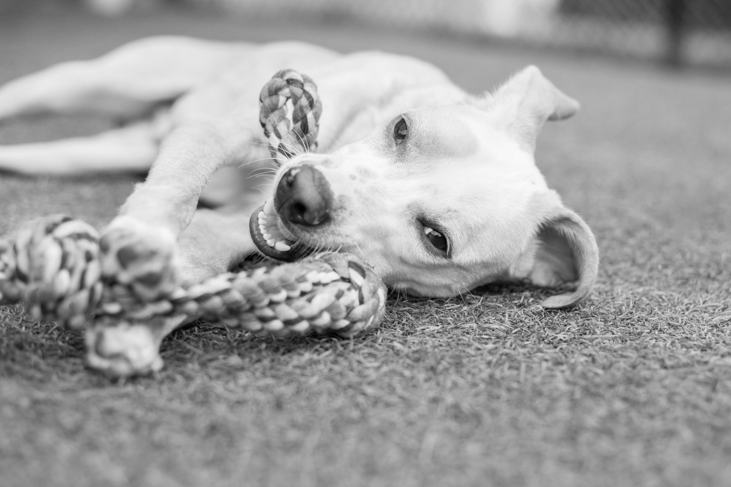 Daycare Bark Barn daycare-bark-barn