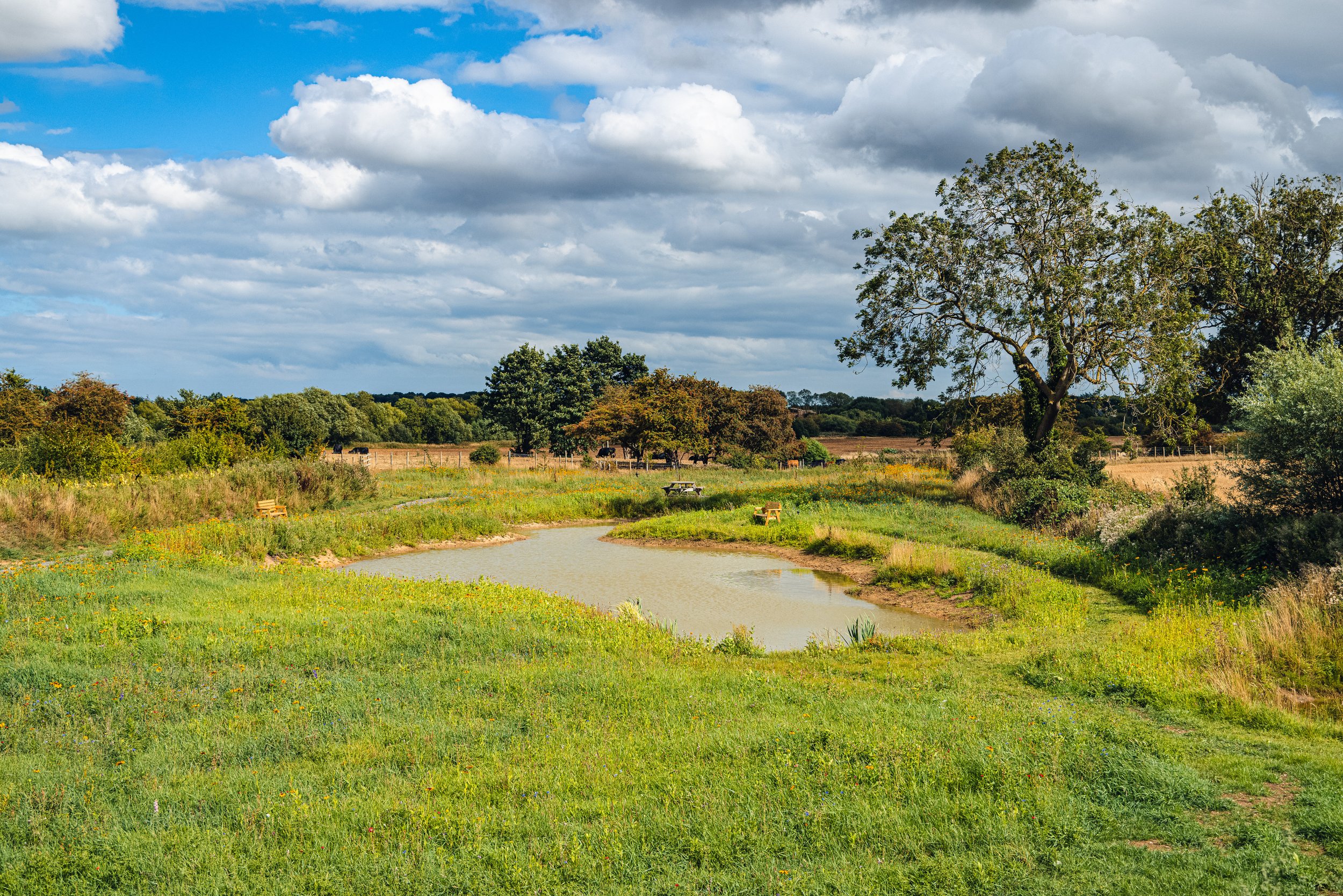 POND -2.jpg