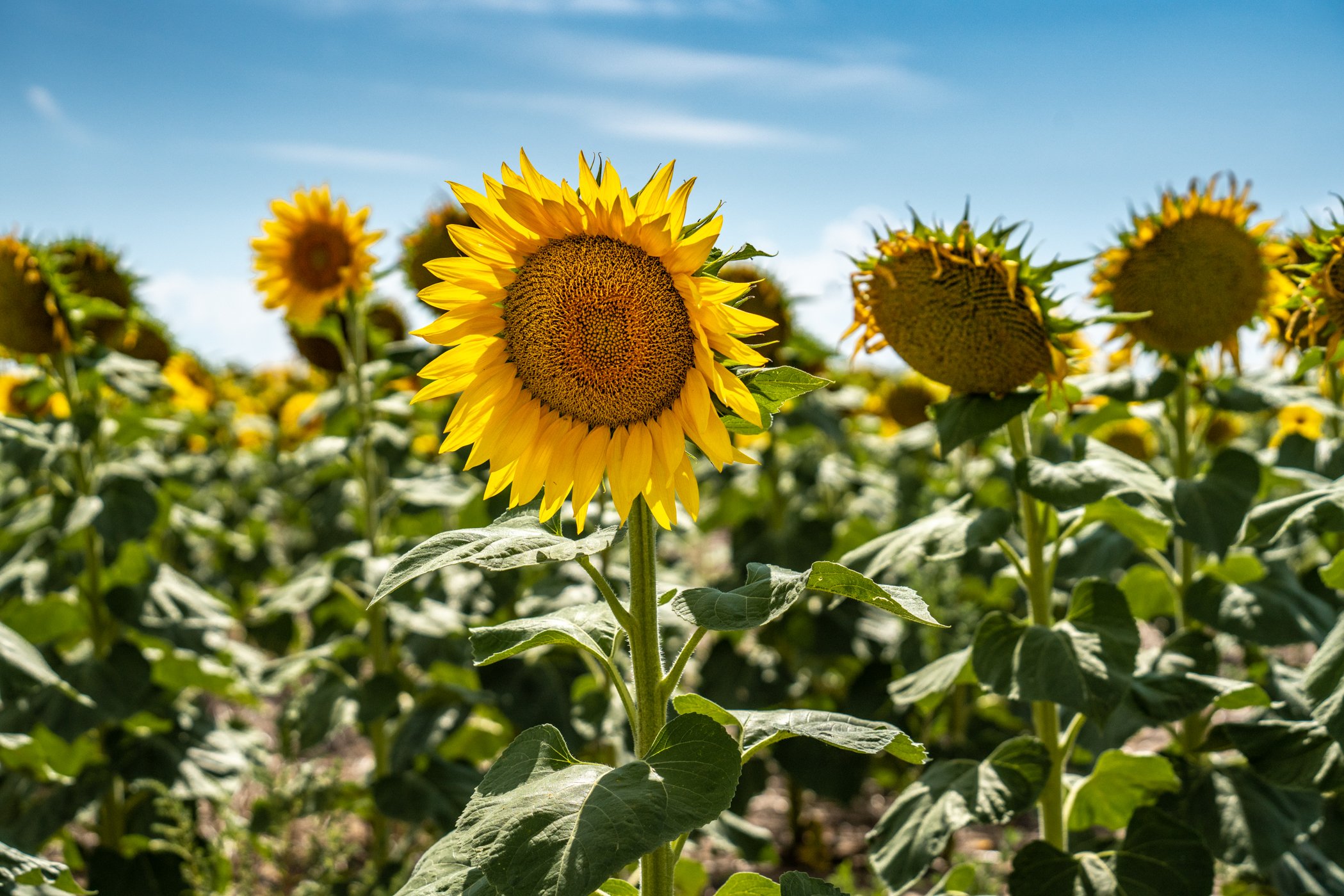 sunflower-3.jpg