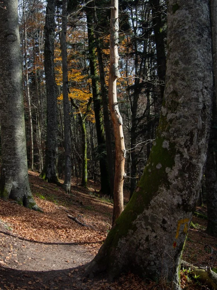 Scanavini_151101_0216.jpg