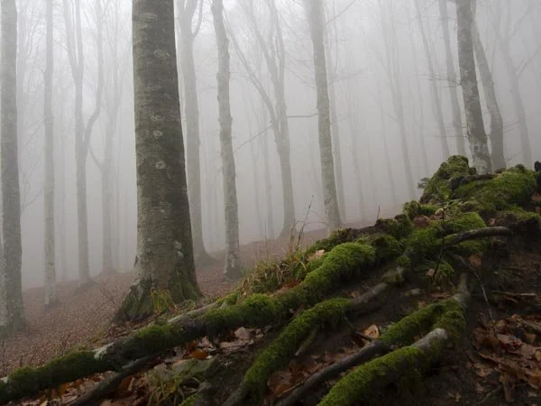 Nel bosco #9