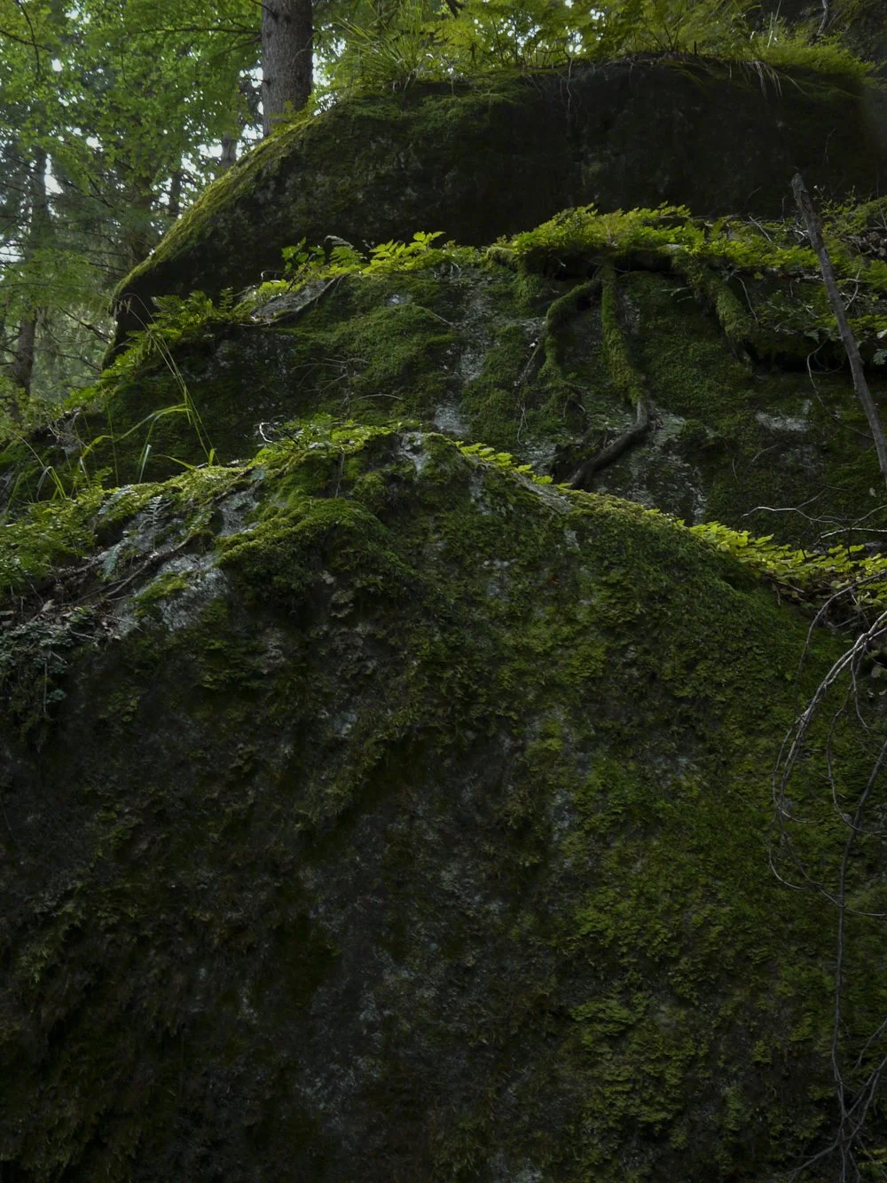 Nel bosco #13