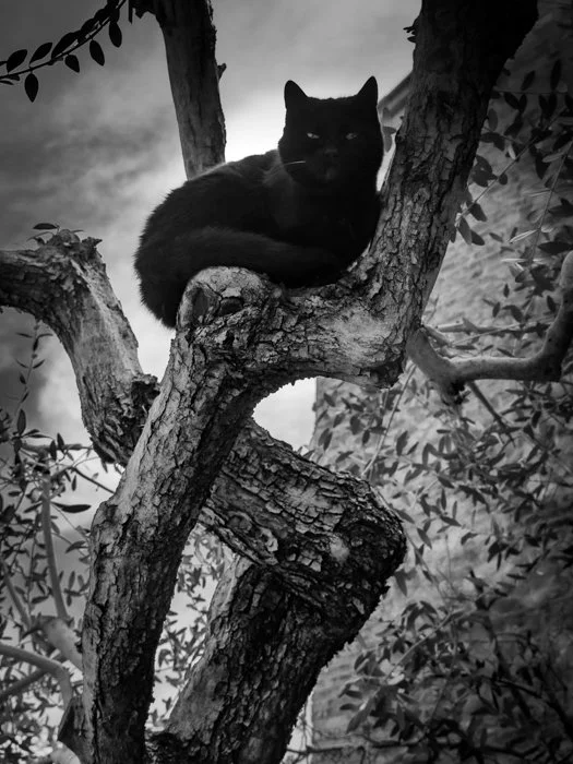 Scanavini_150329_0009b.jpg