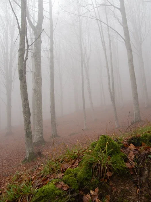 Nel bosco #6