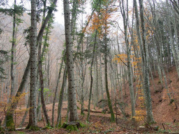 Nel bosco #5