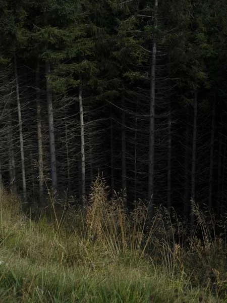 Nel bosco #10
