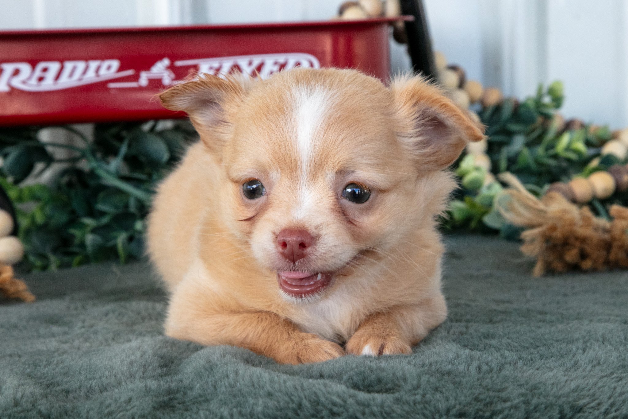 Lucy - $1,200