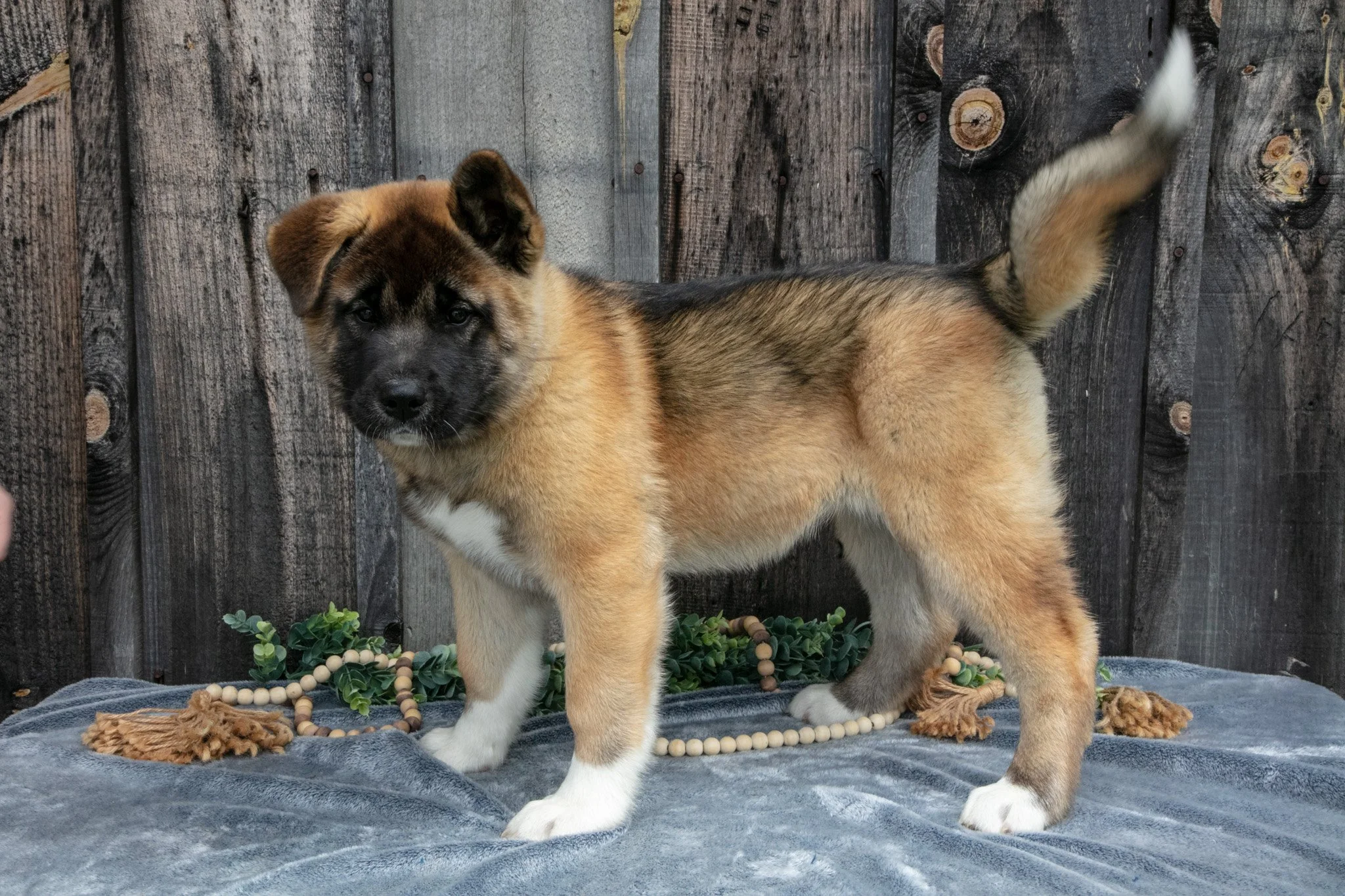 Sadie - $450
