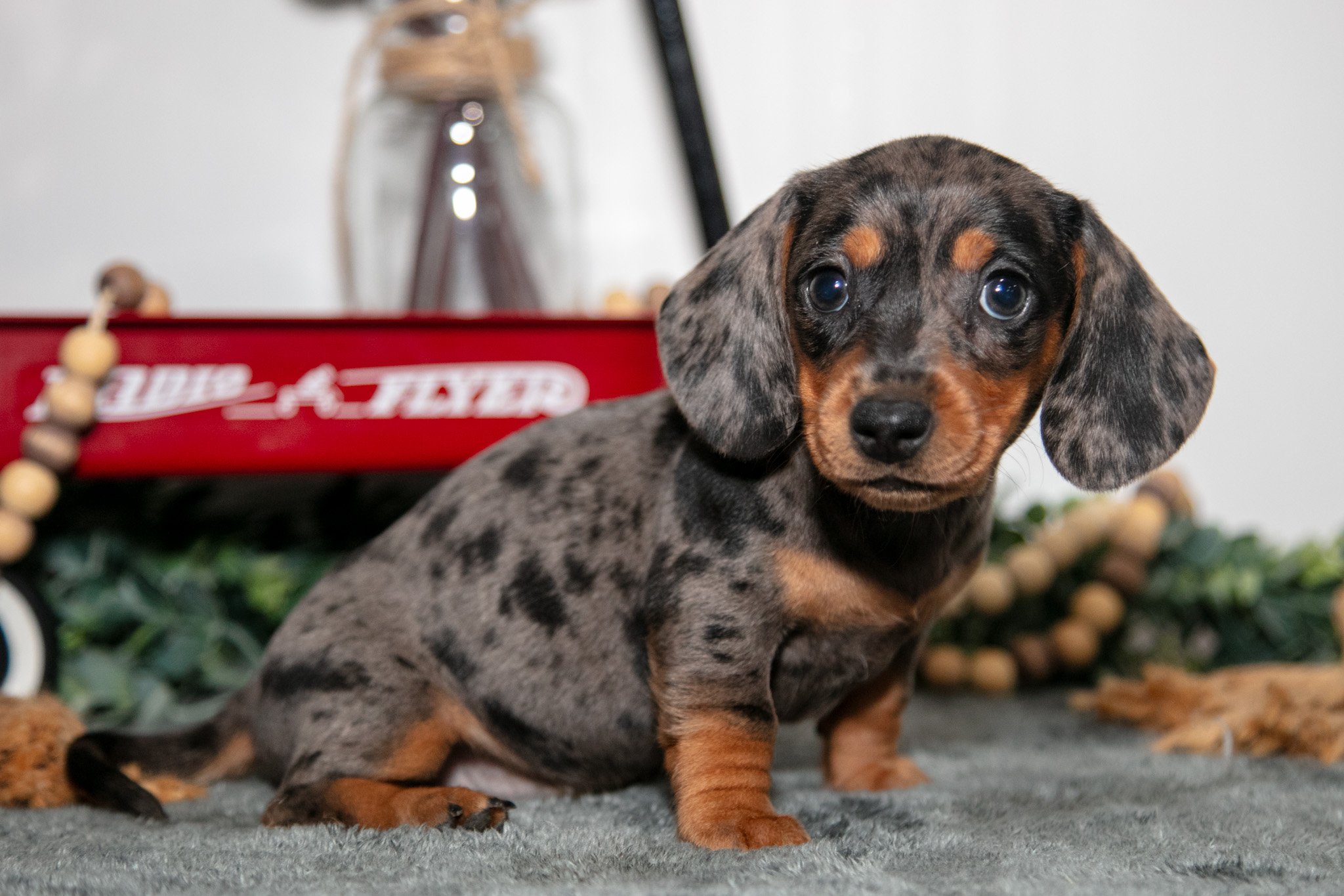 Titi- $2,200