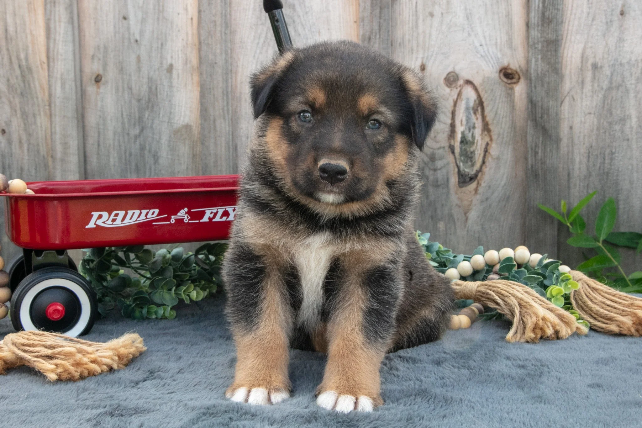Gunner - $600