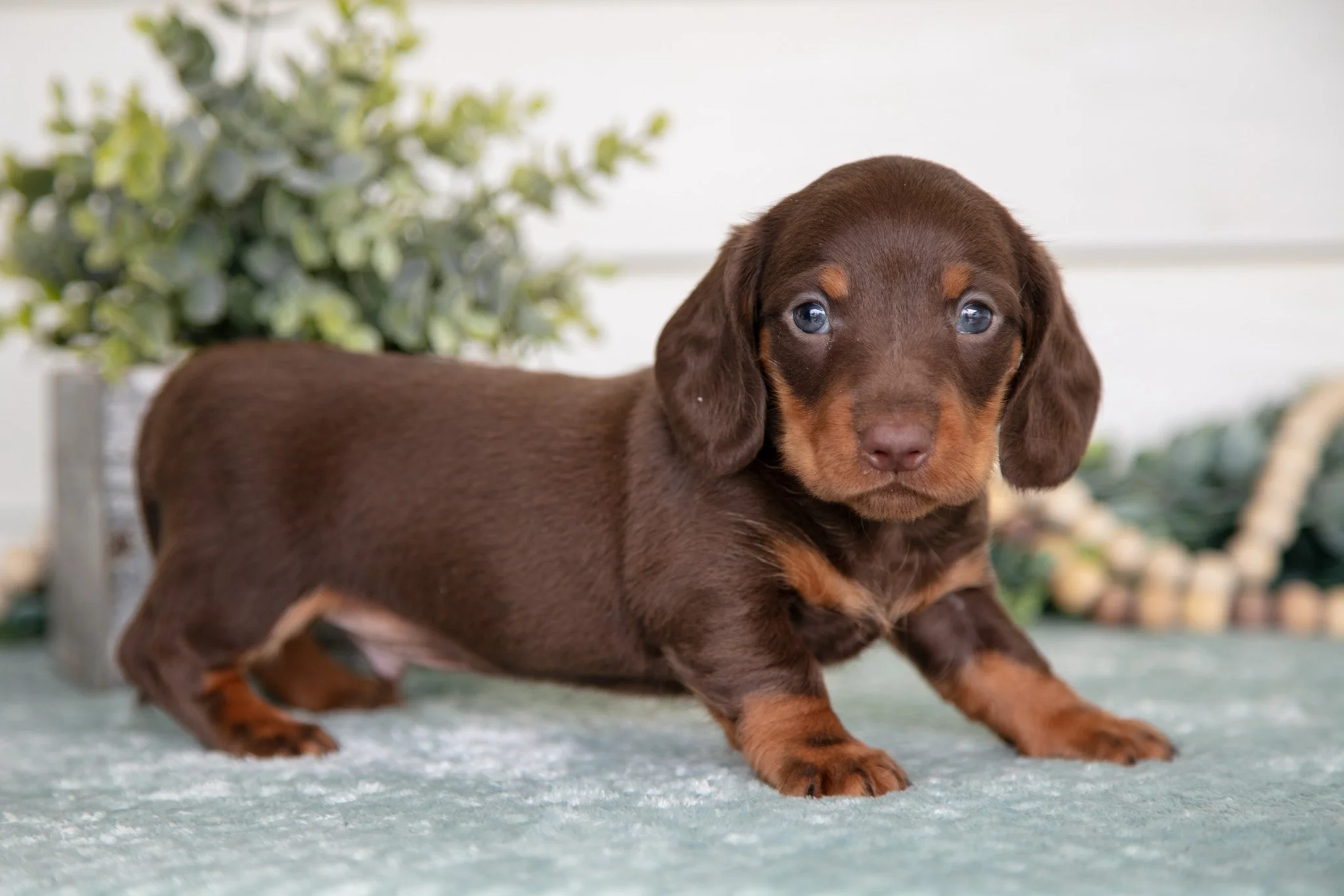 Peanut - $1000