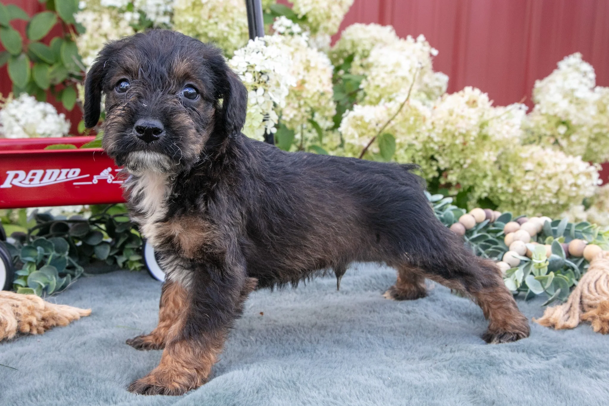 Koda - $1,150