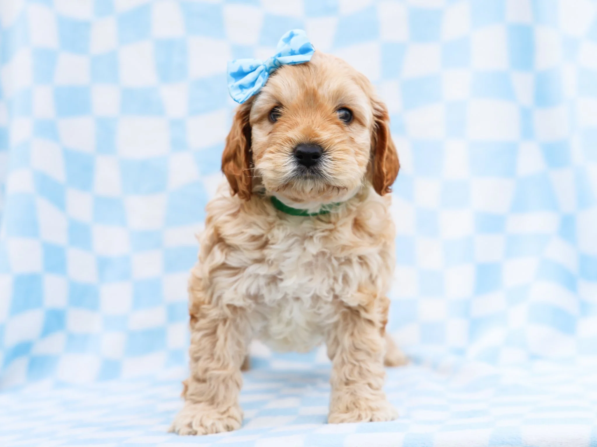 Buddy - $950