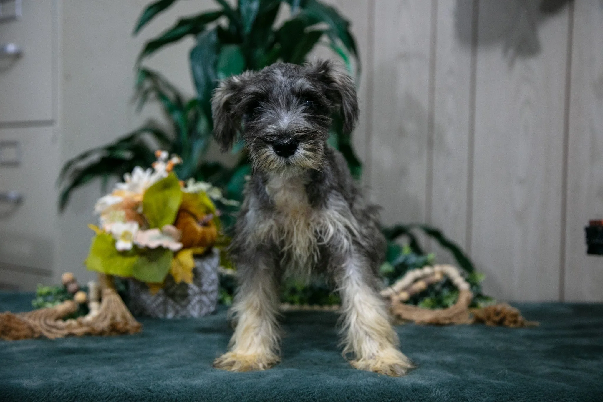 Austin - $700
