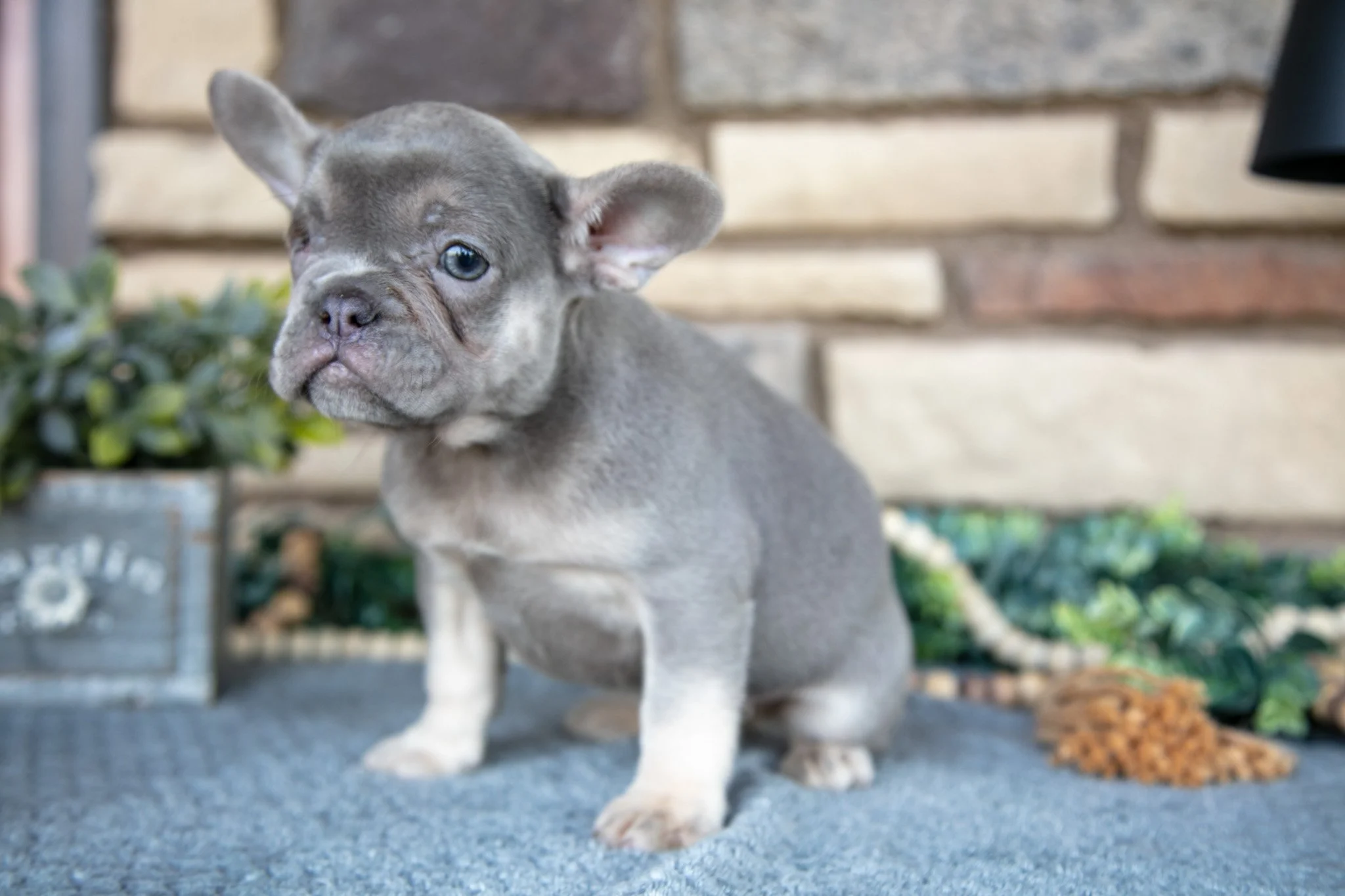 Remi - $1,200