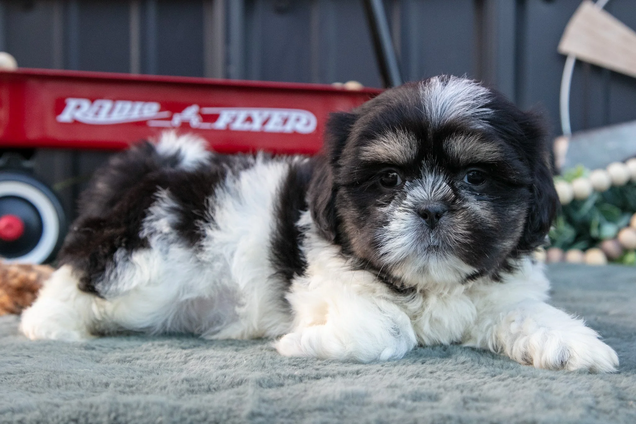 Mister - $800