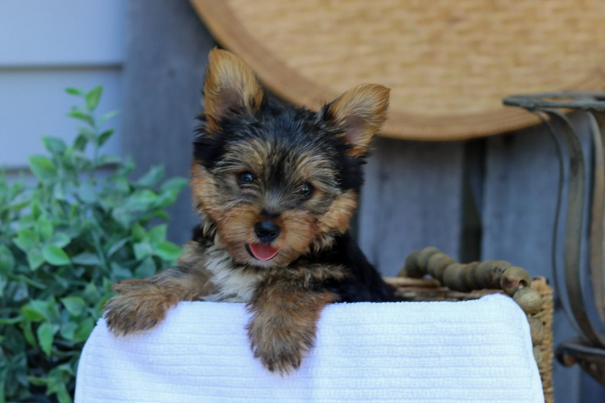 Snickers - $995