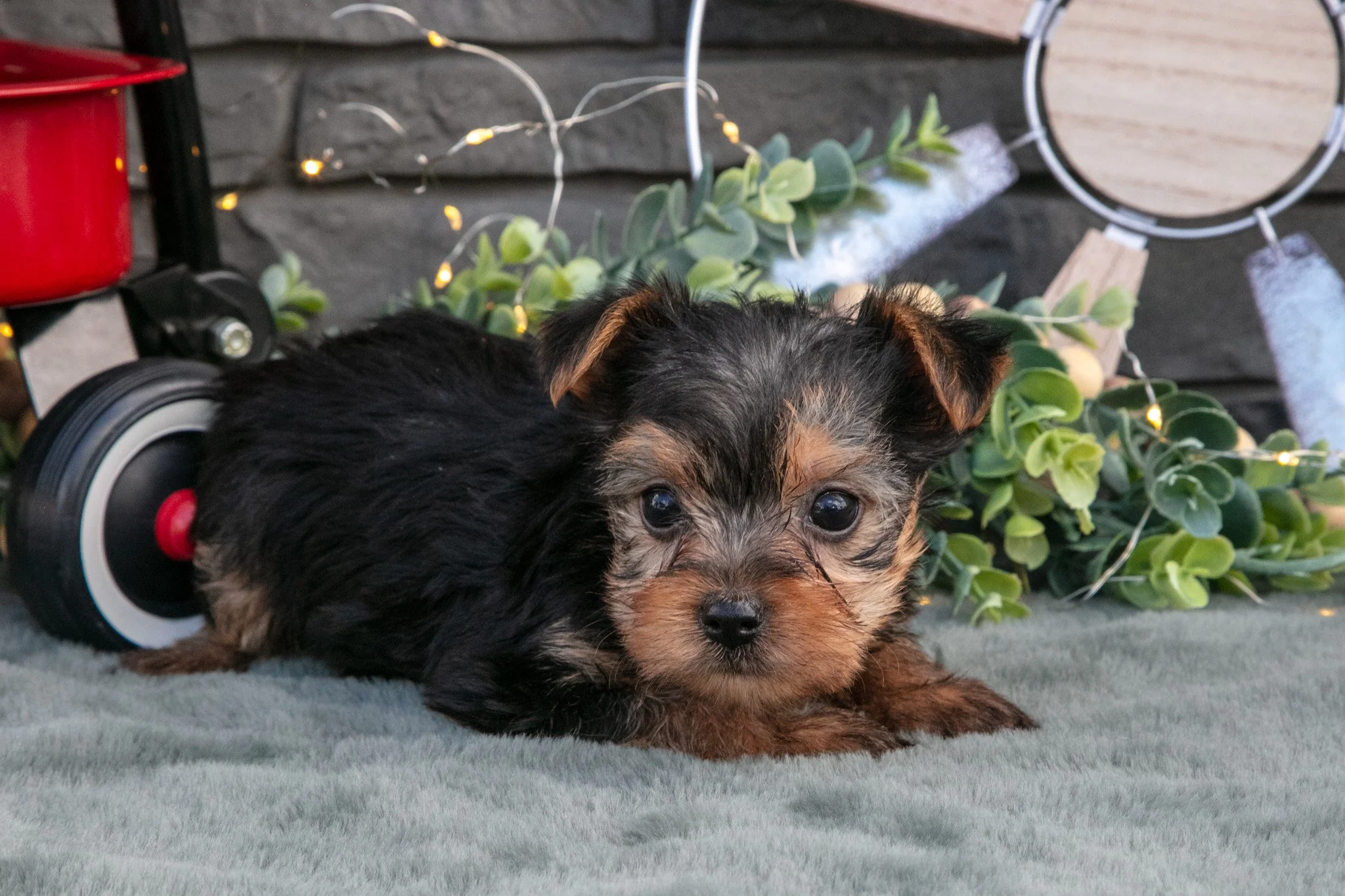 Bonnie - $795