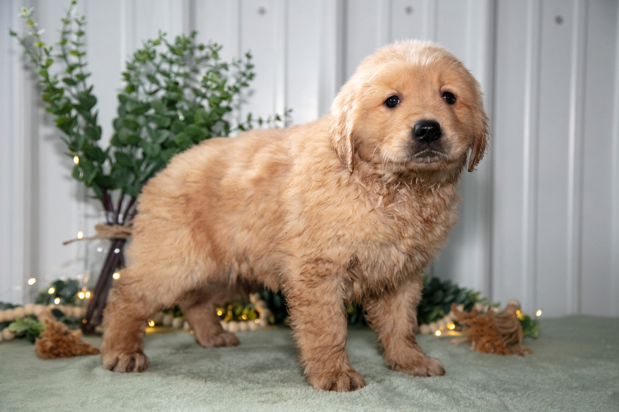 Hattie - $650