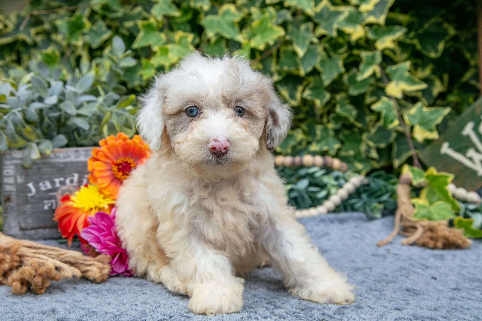Cookie - $675