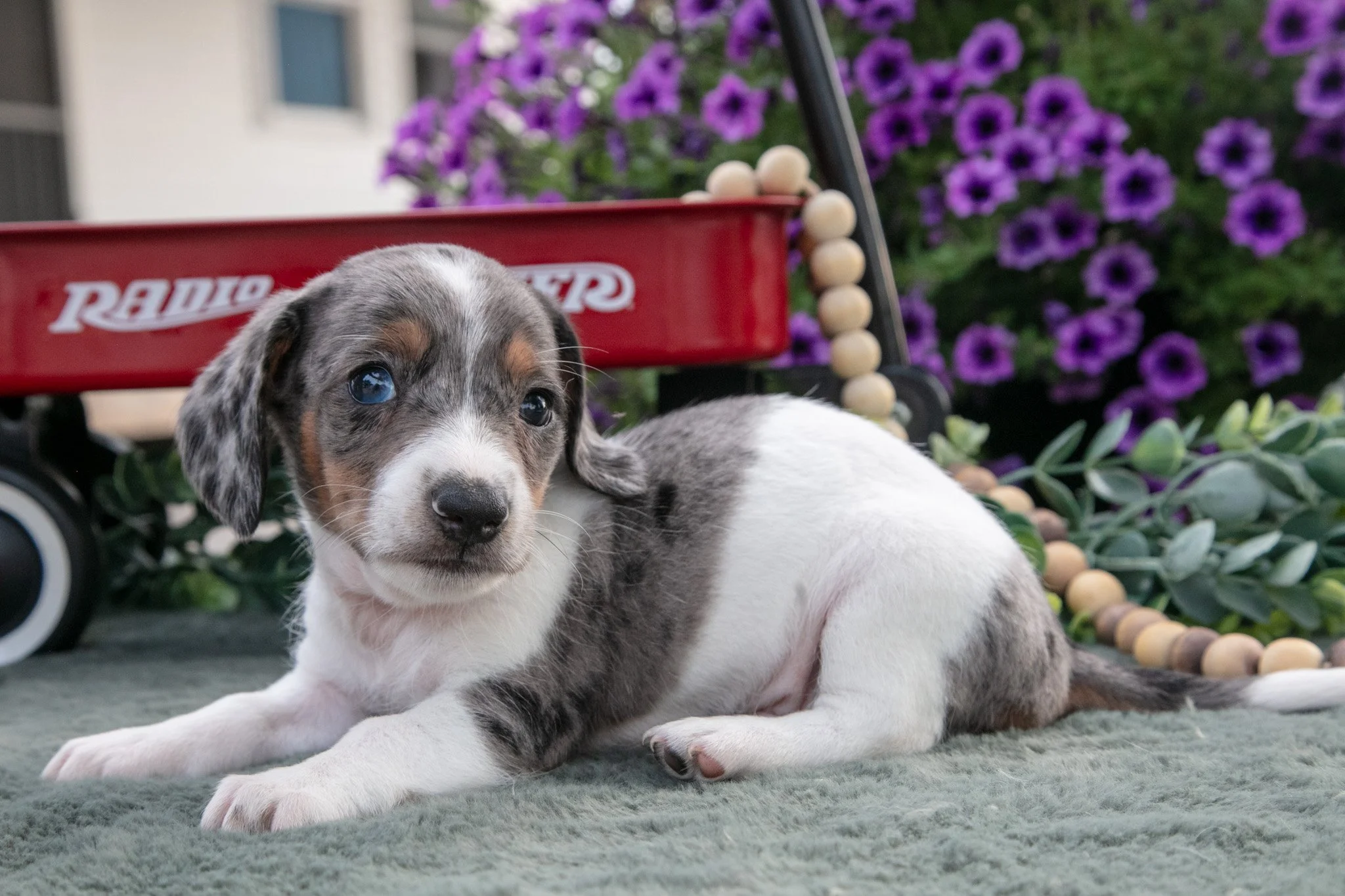 Chester - $1,300