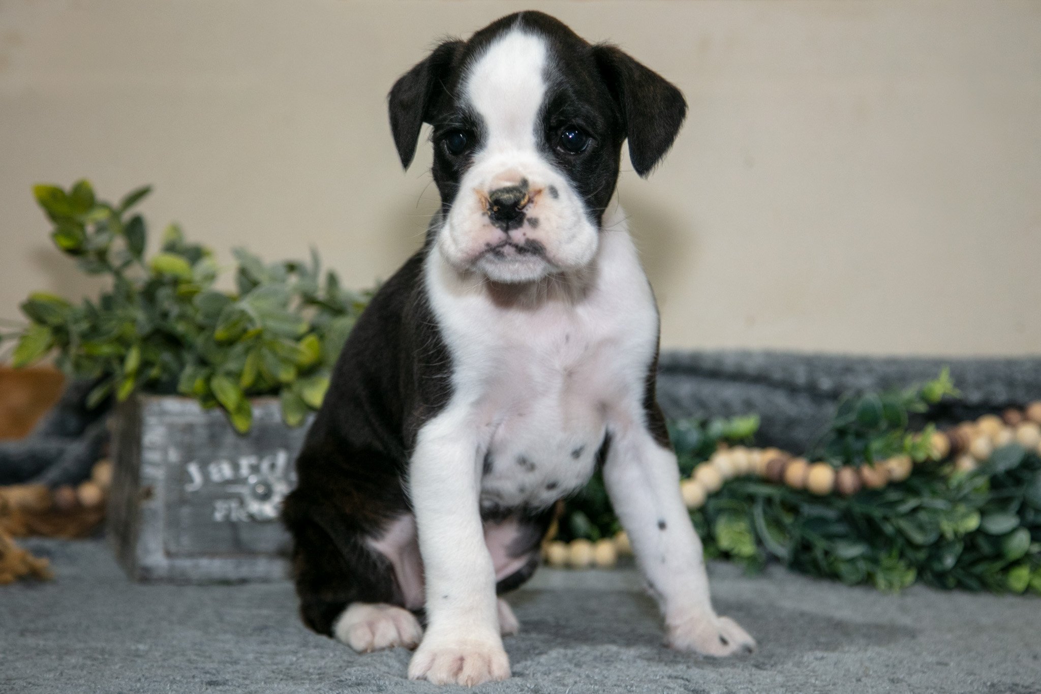 Denise - $1,250