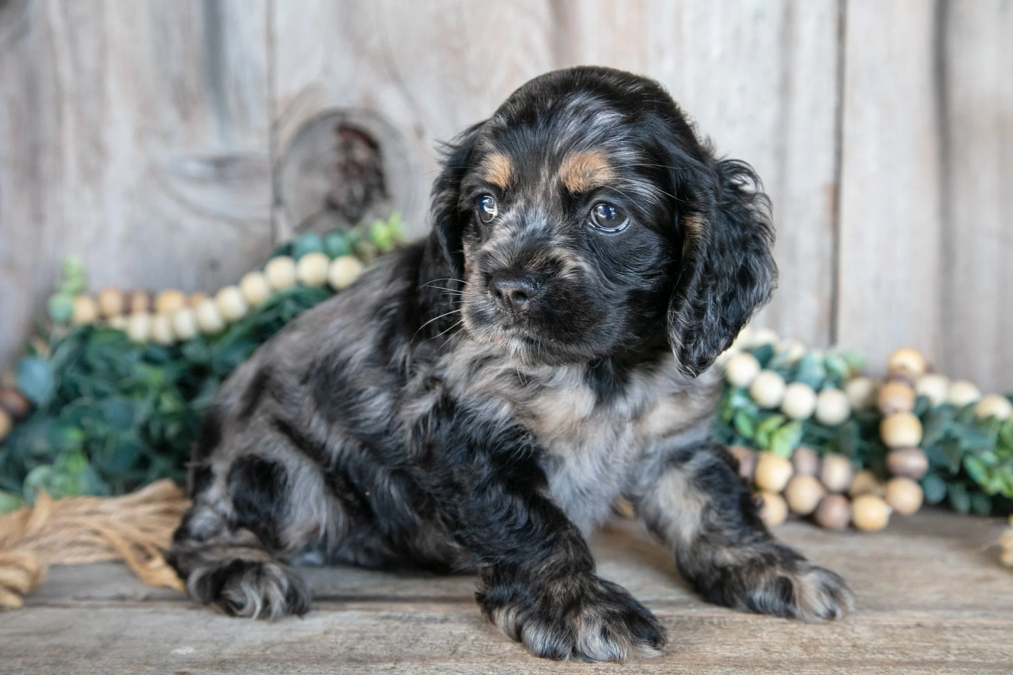 Dexter - $1,500