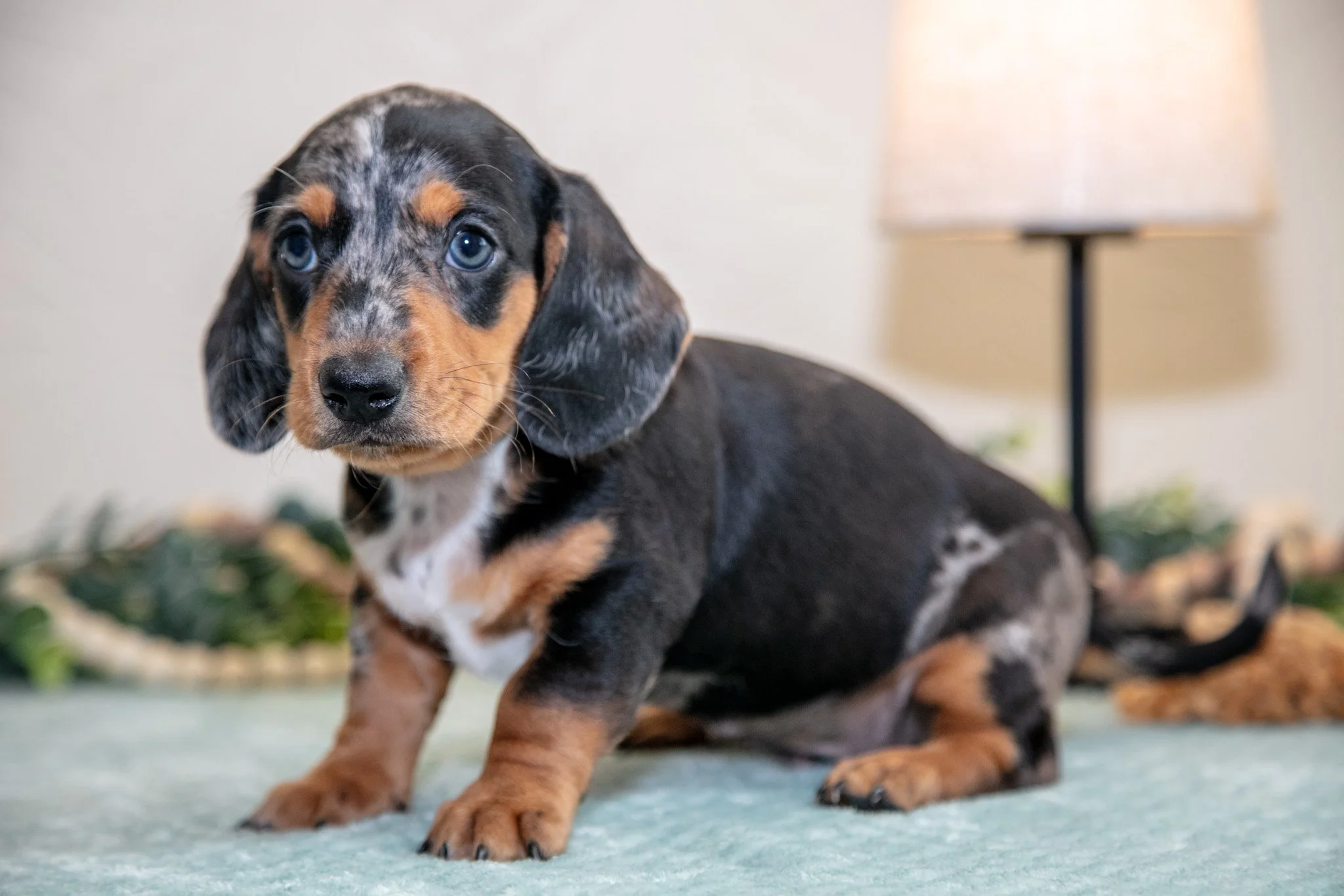 Kent - $1200