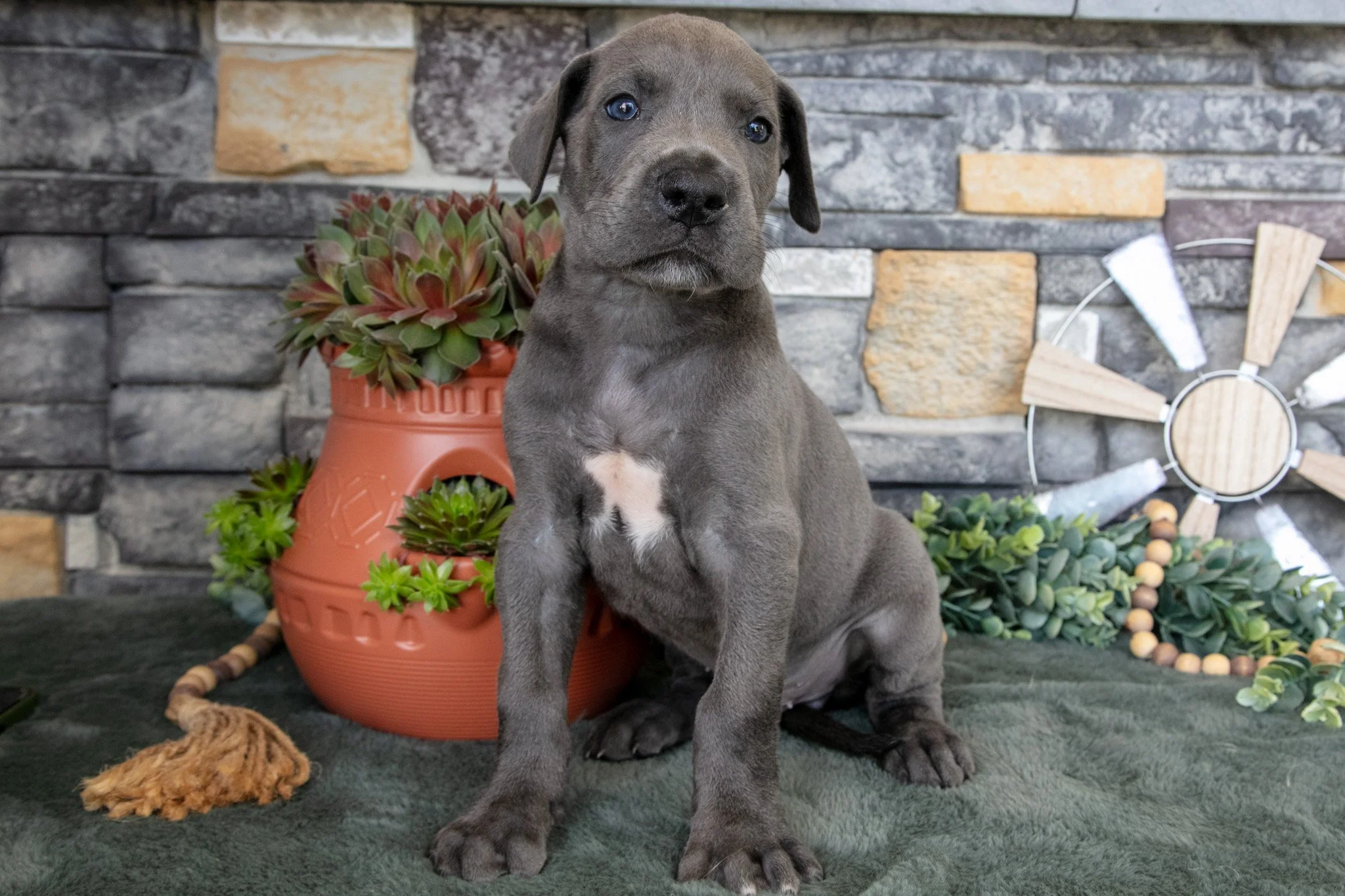 Big Boy - $900
