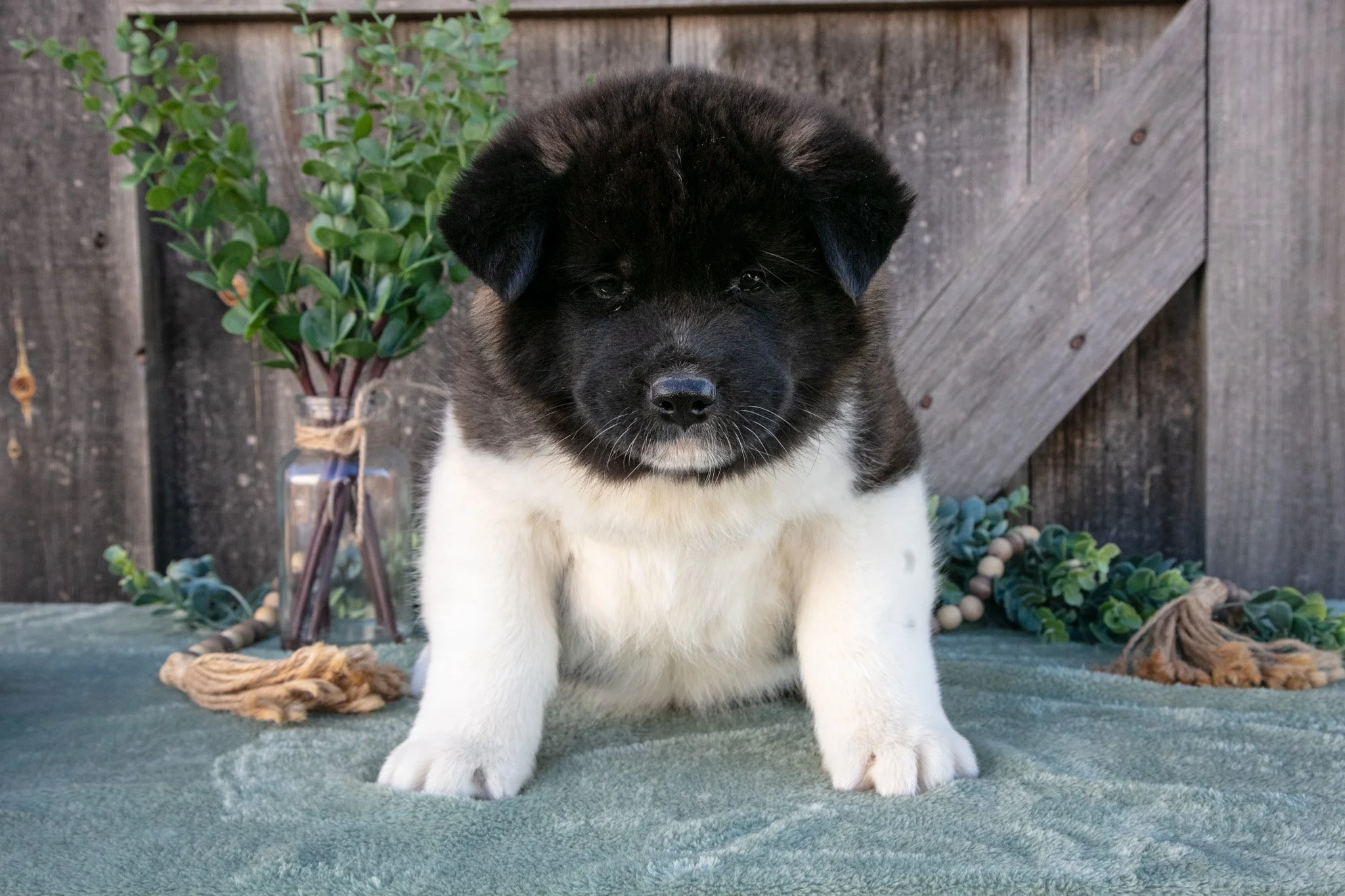 Stuart - $900
