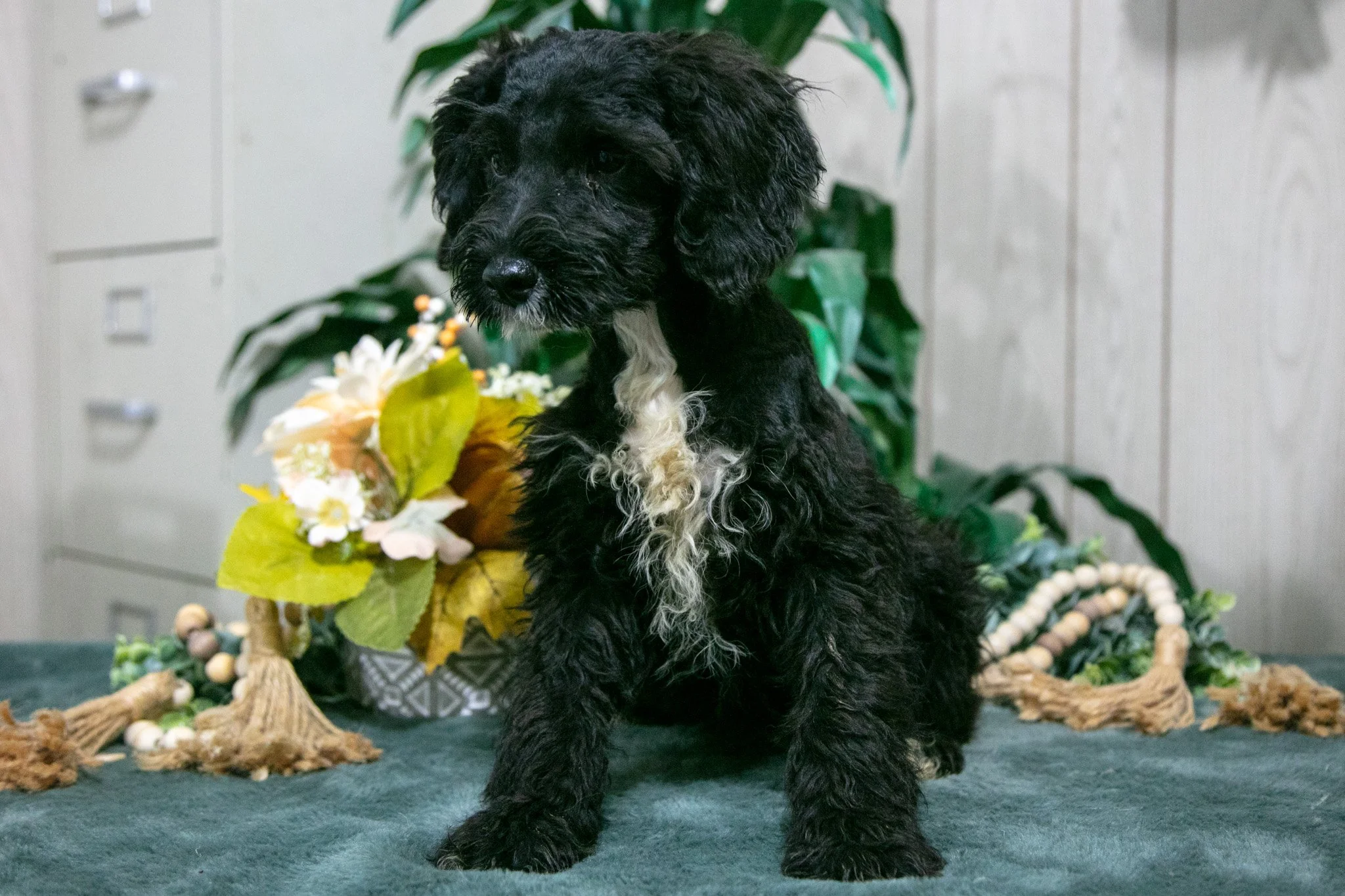 Kingston - $700