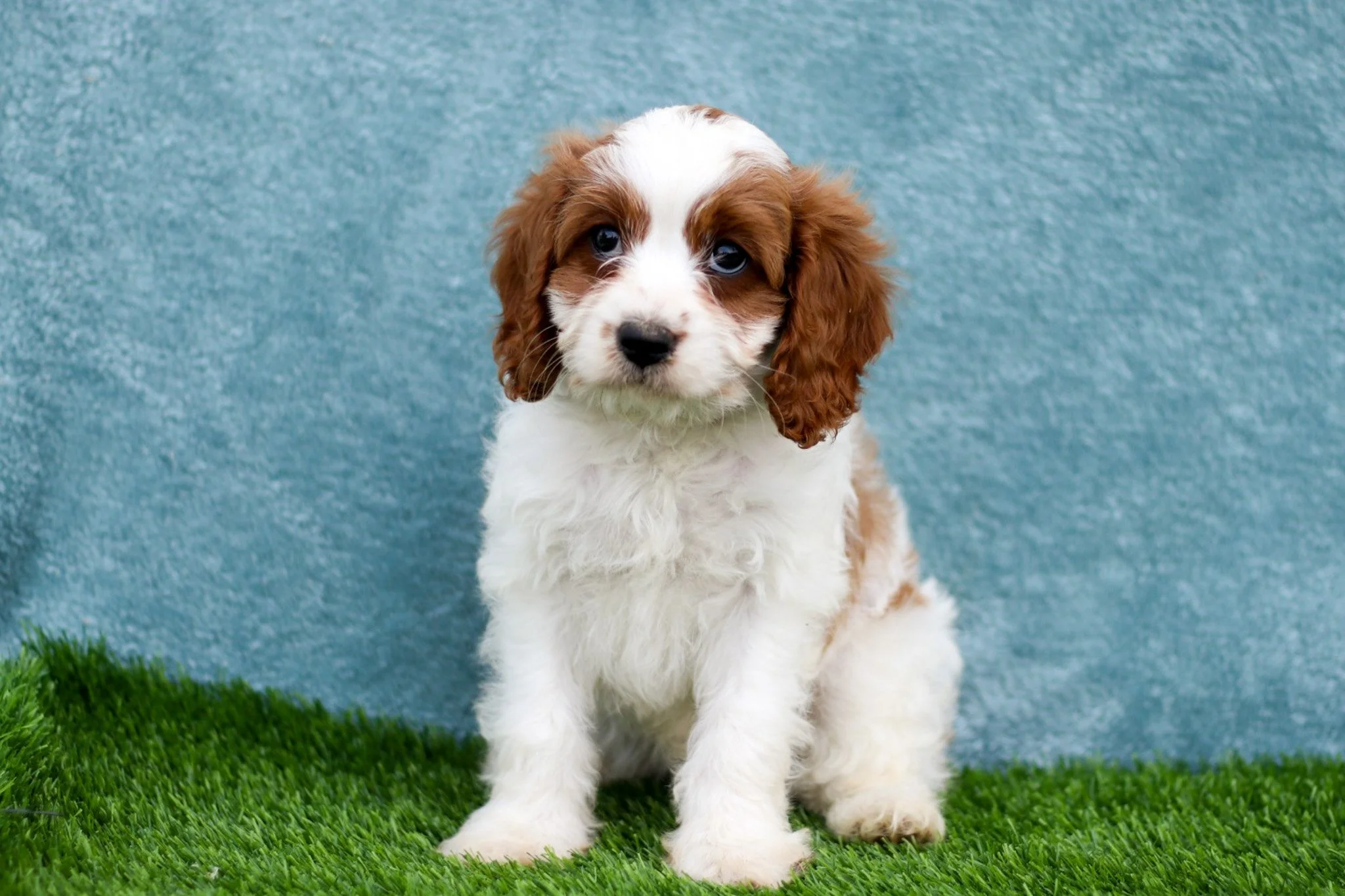 Molly - $450