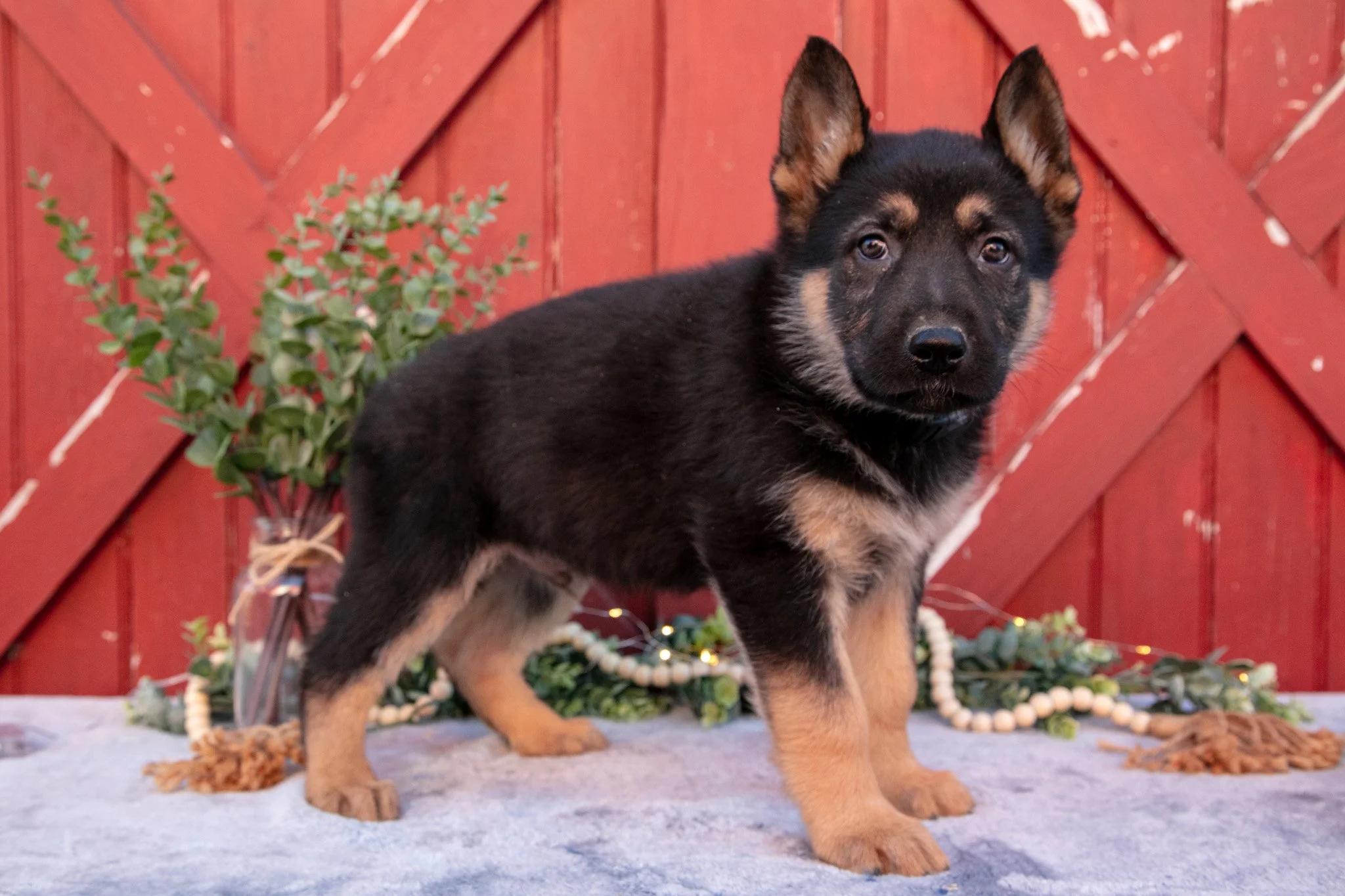 Ace - $650